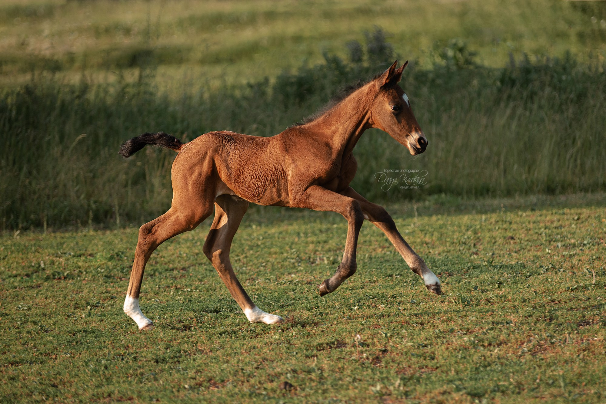 Малышка Кэндис. Конный фотограф Куракина Дарья • Фотосессии с лошадьми