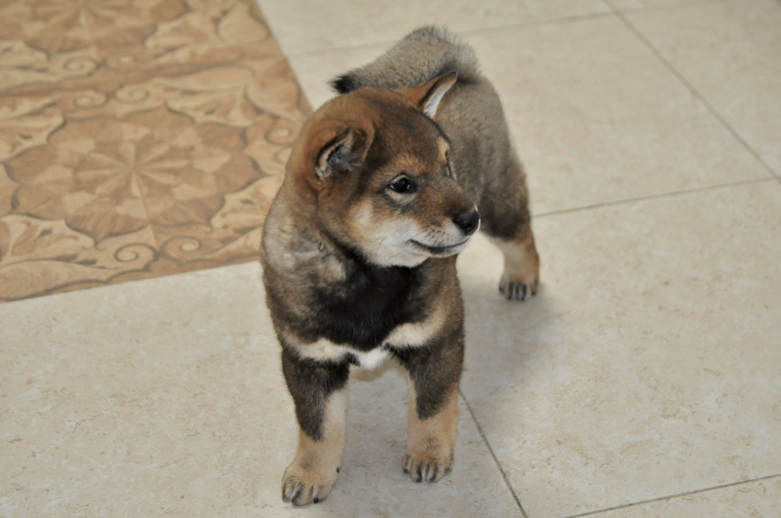 Шаман (сезам) * Шу_ Шаолинь Цукан. AMERICAN AKITA RUBYLIGHT KENNEL I SHIBA-INU