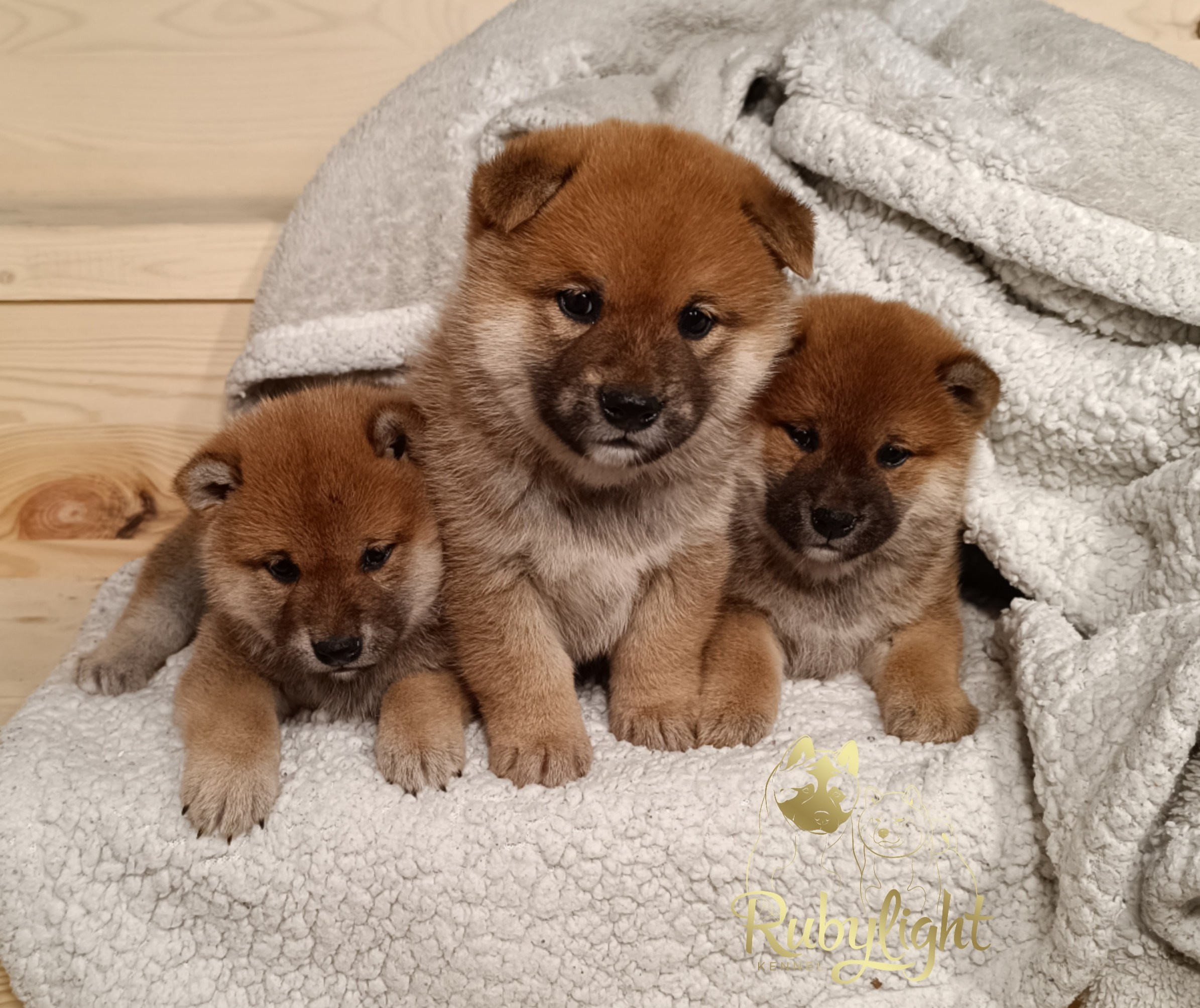 Сиба Помёт Е питомник Рубилайт