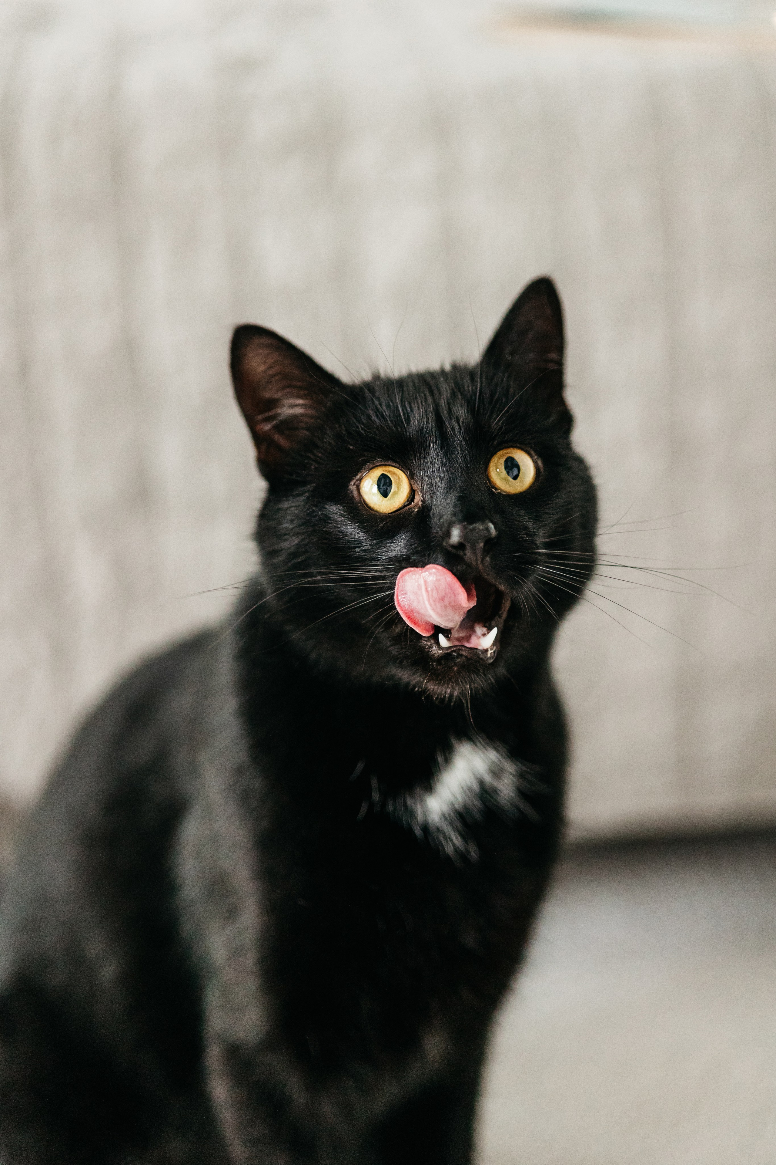 Кузя. Фотограф-анималист Елена Радченко, Москва