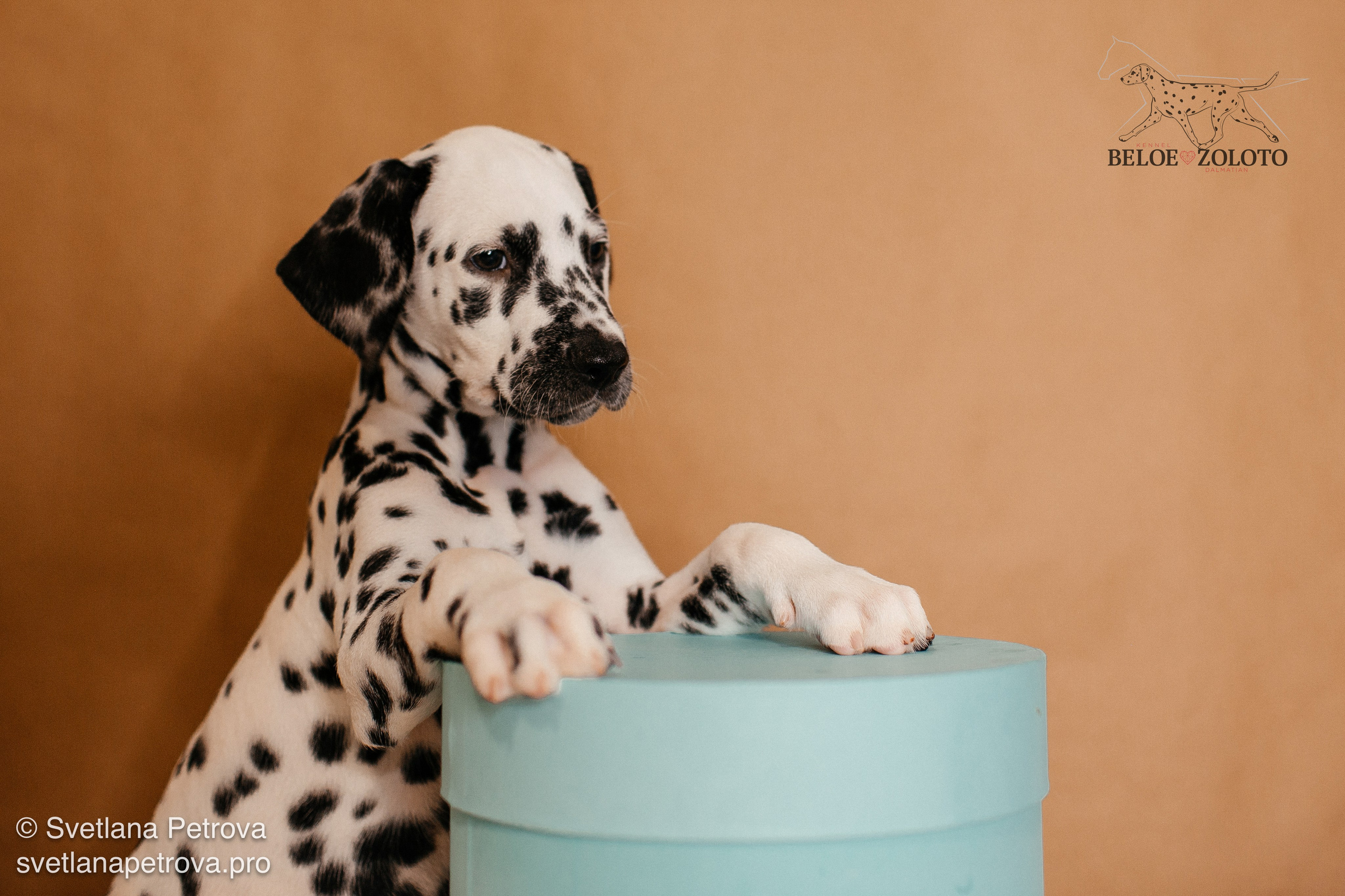 Далматины. Зима 2025. Фотограф Светлана Петрова