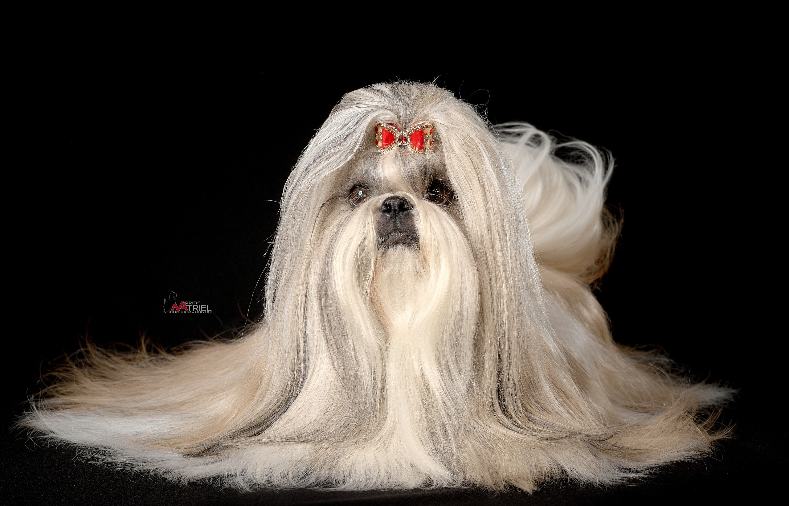 Портреты собак — галерея NATRIEL