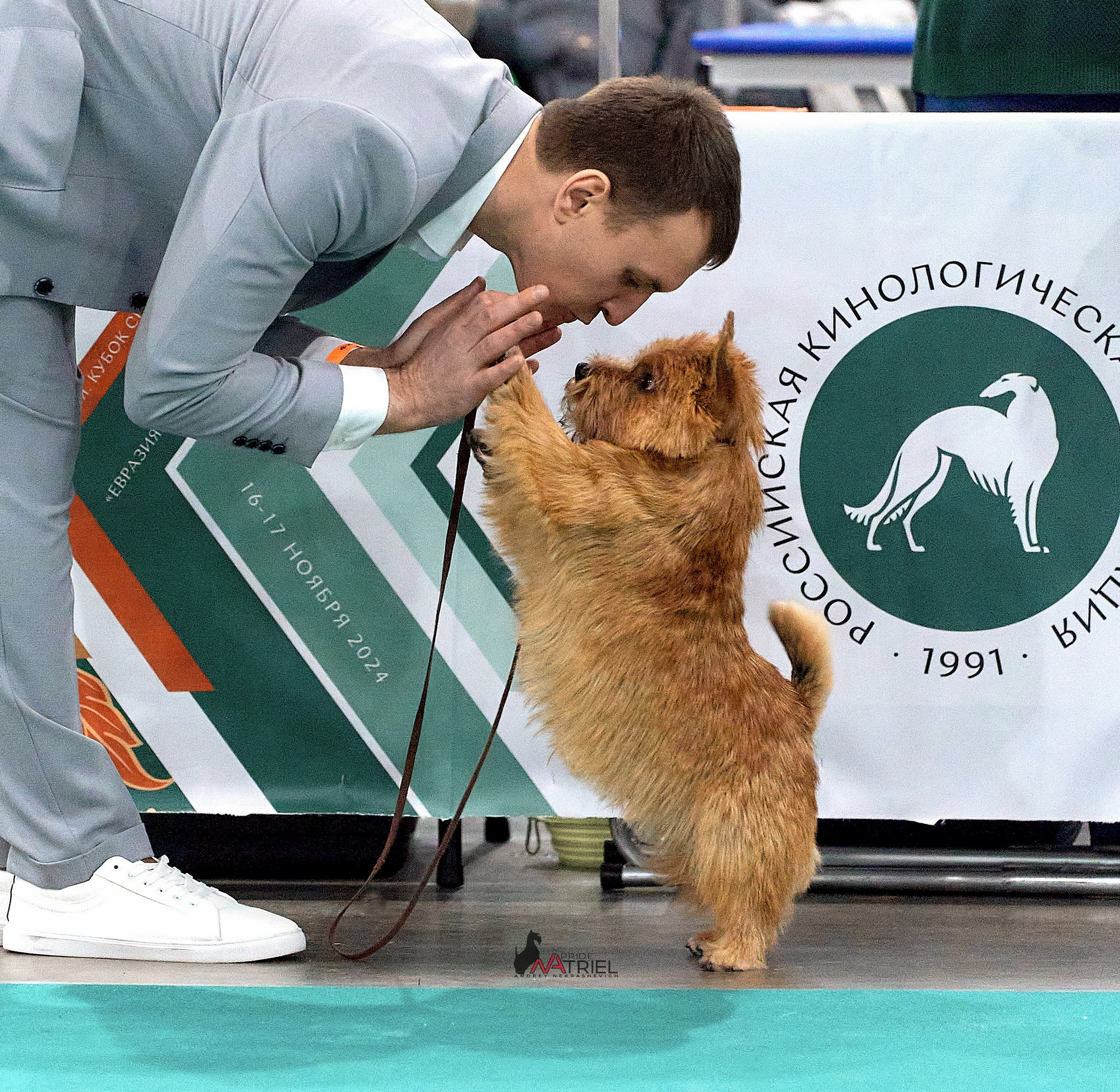 Работа в рингах — галерея NATRIEL