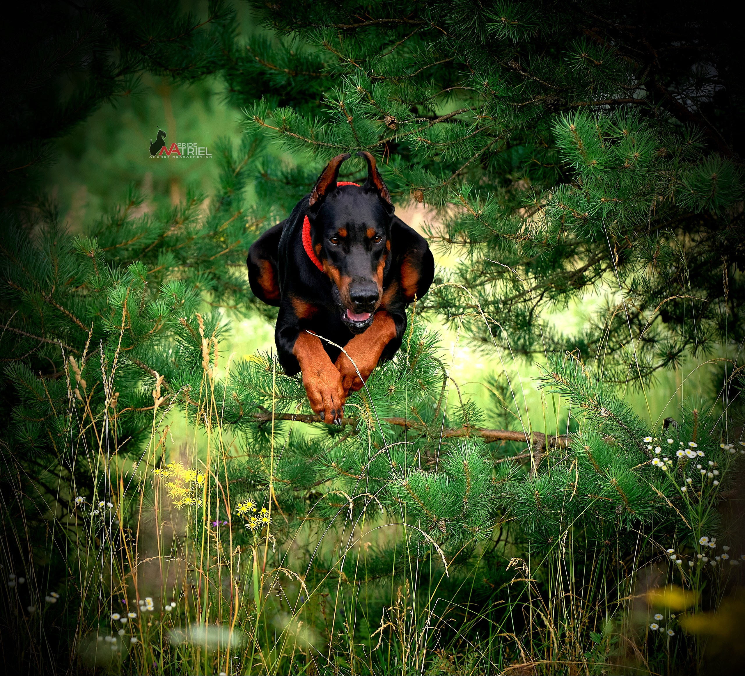 Прогулка в движении — галерея NATRIEL