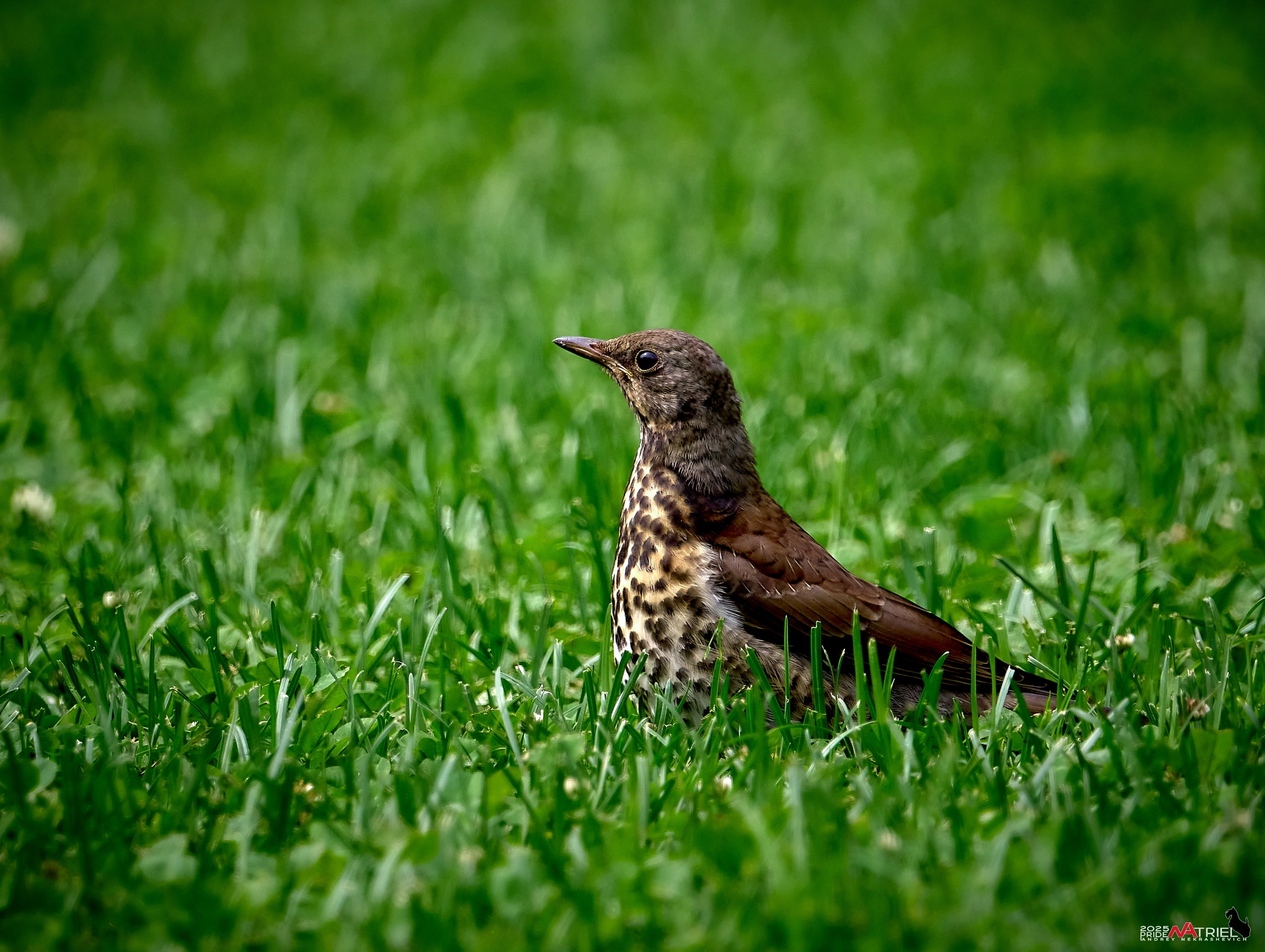 Съемка в парке на воде