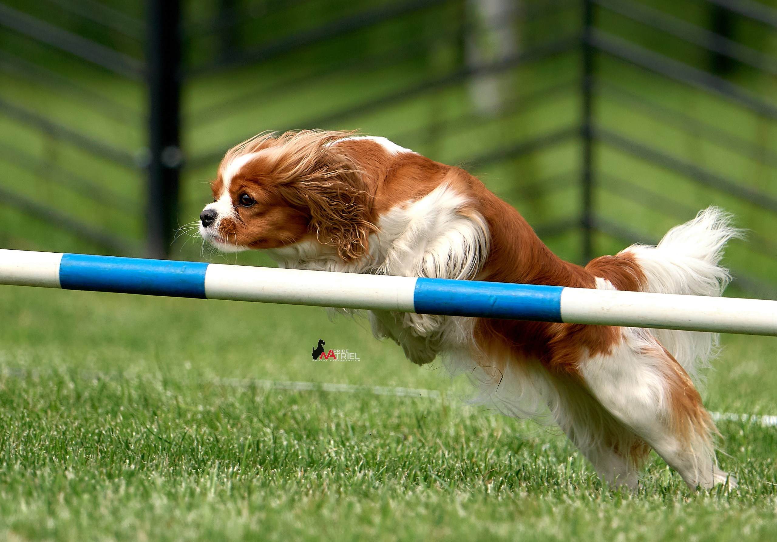 Аджилити — галерея NATRIEL
