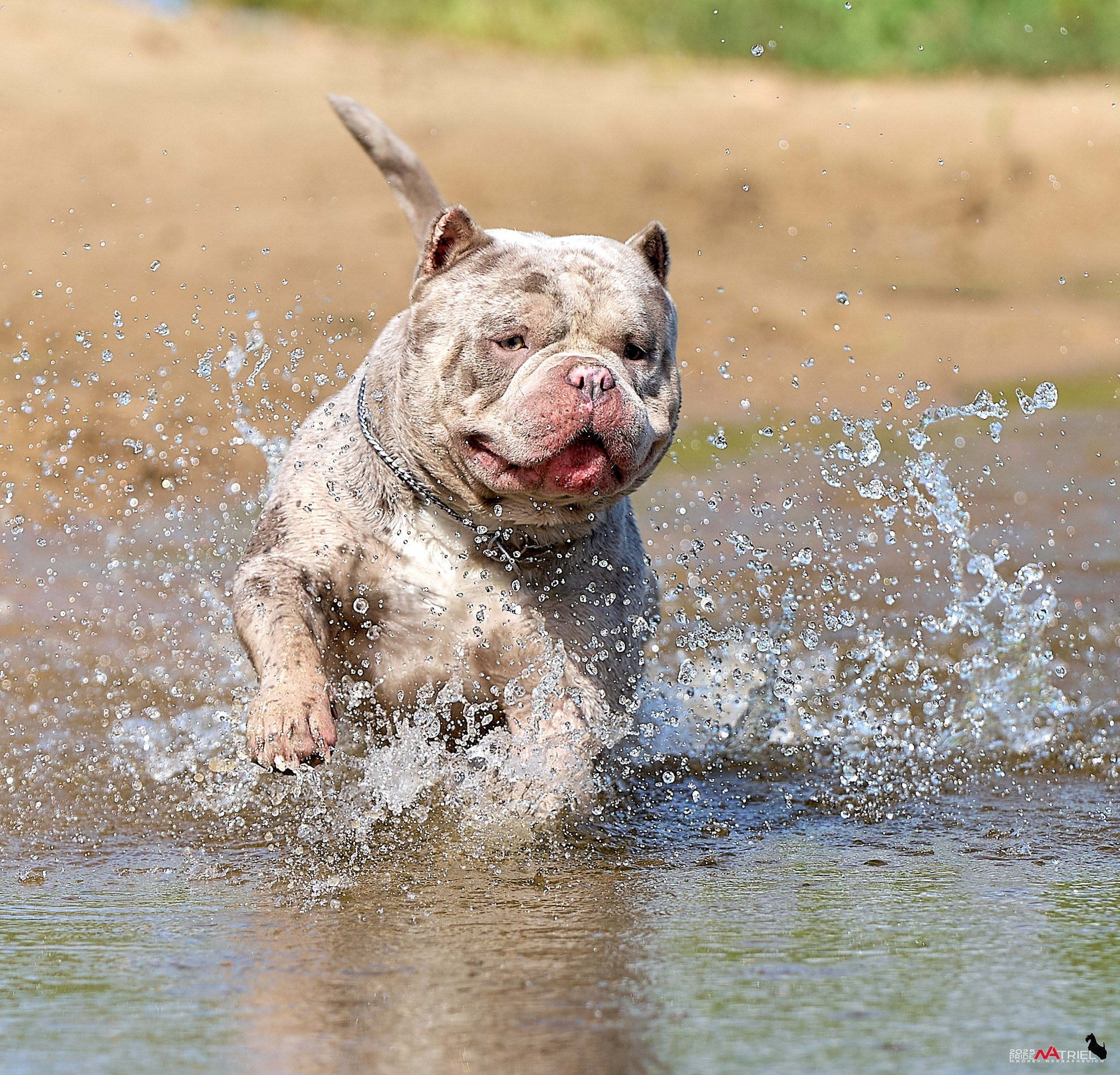 Съемка собак породы булли на природе