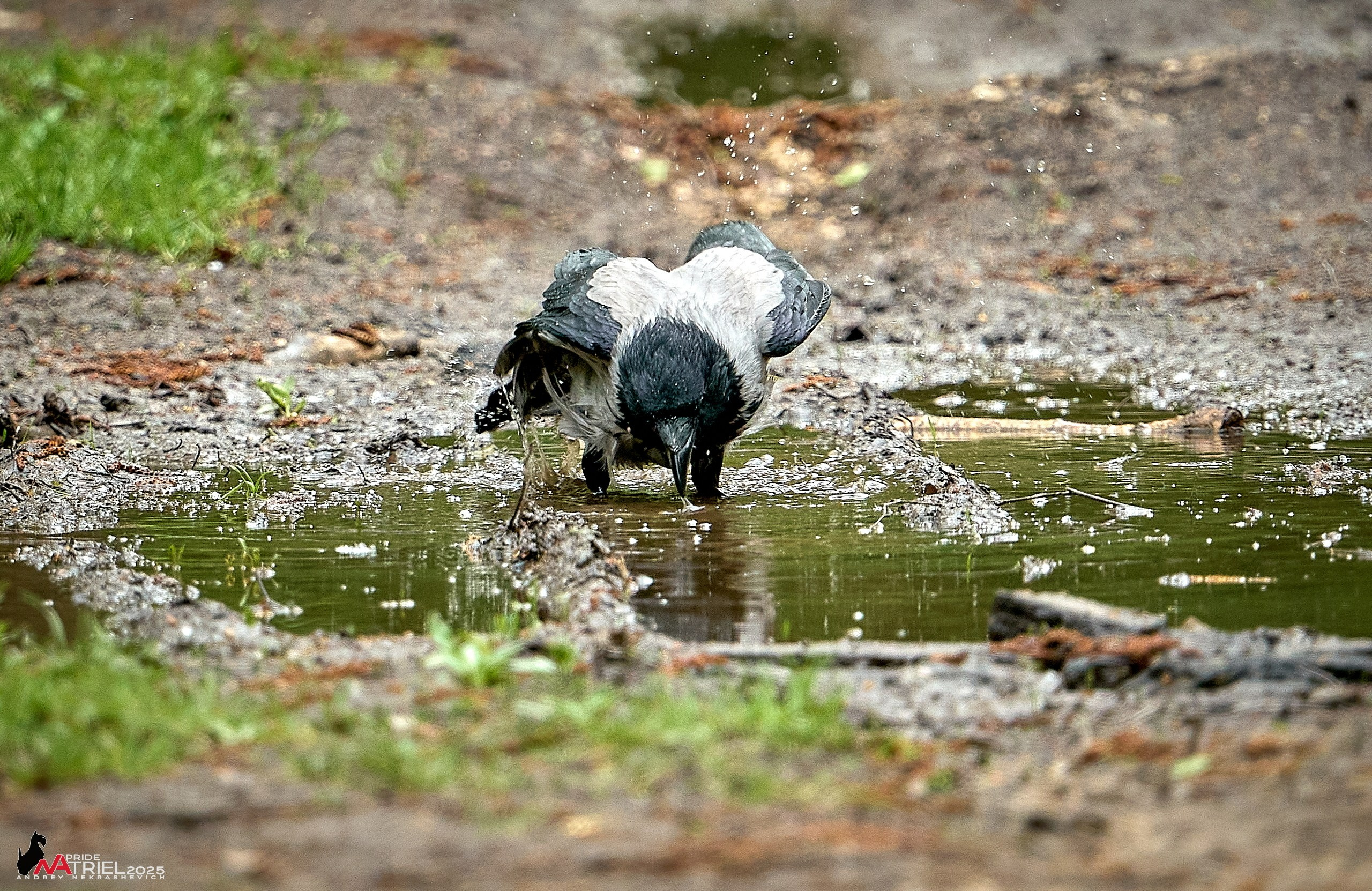 Съемка в майском лесу