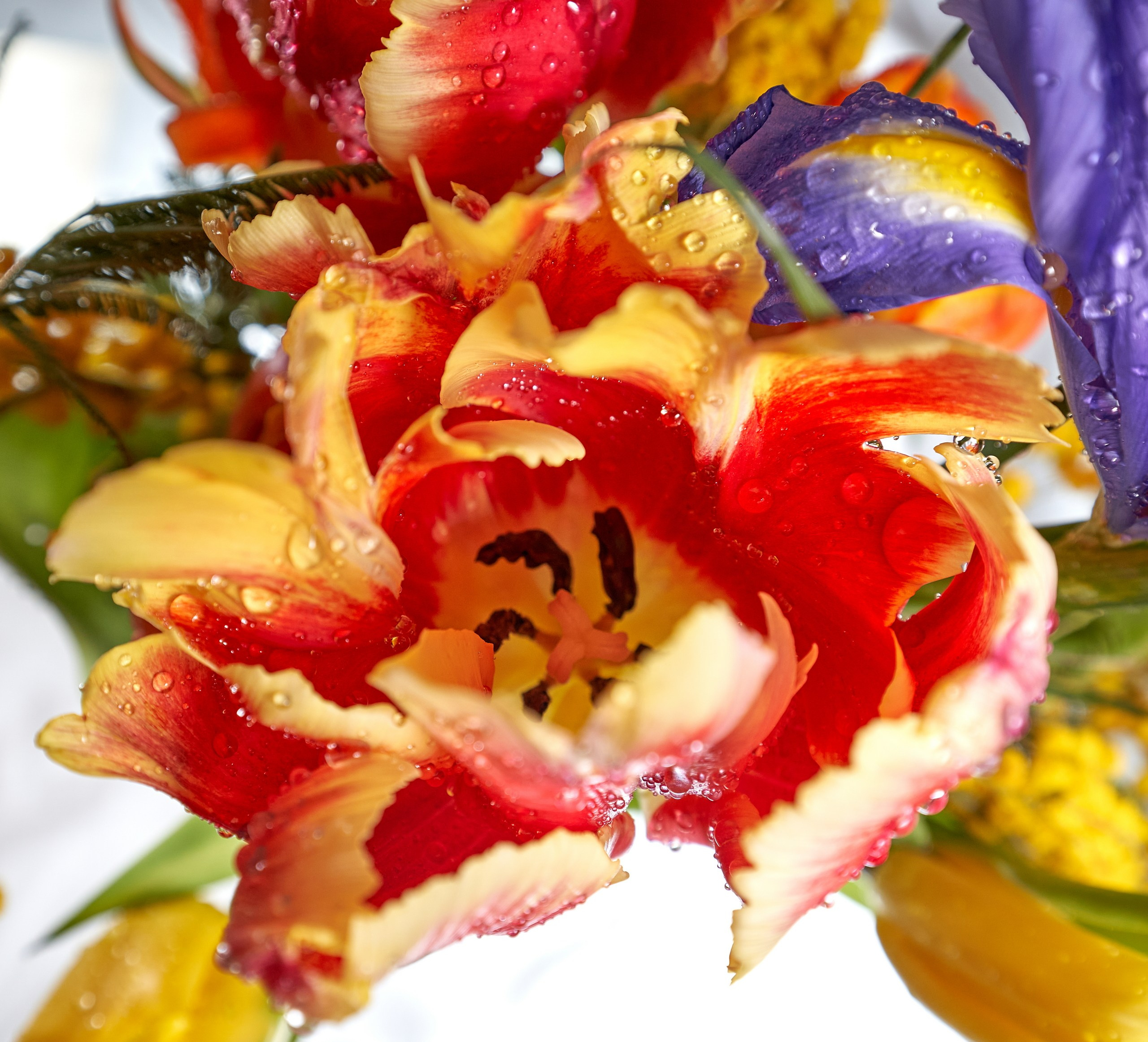 Лютики-цветочки — галерея NATRIEL