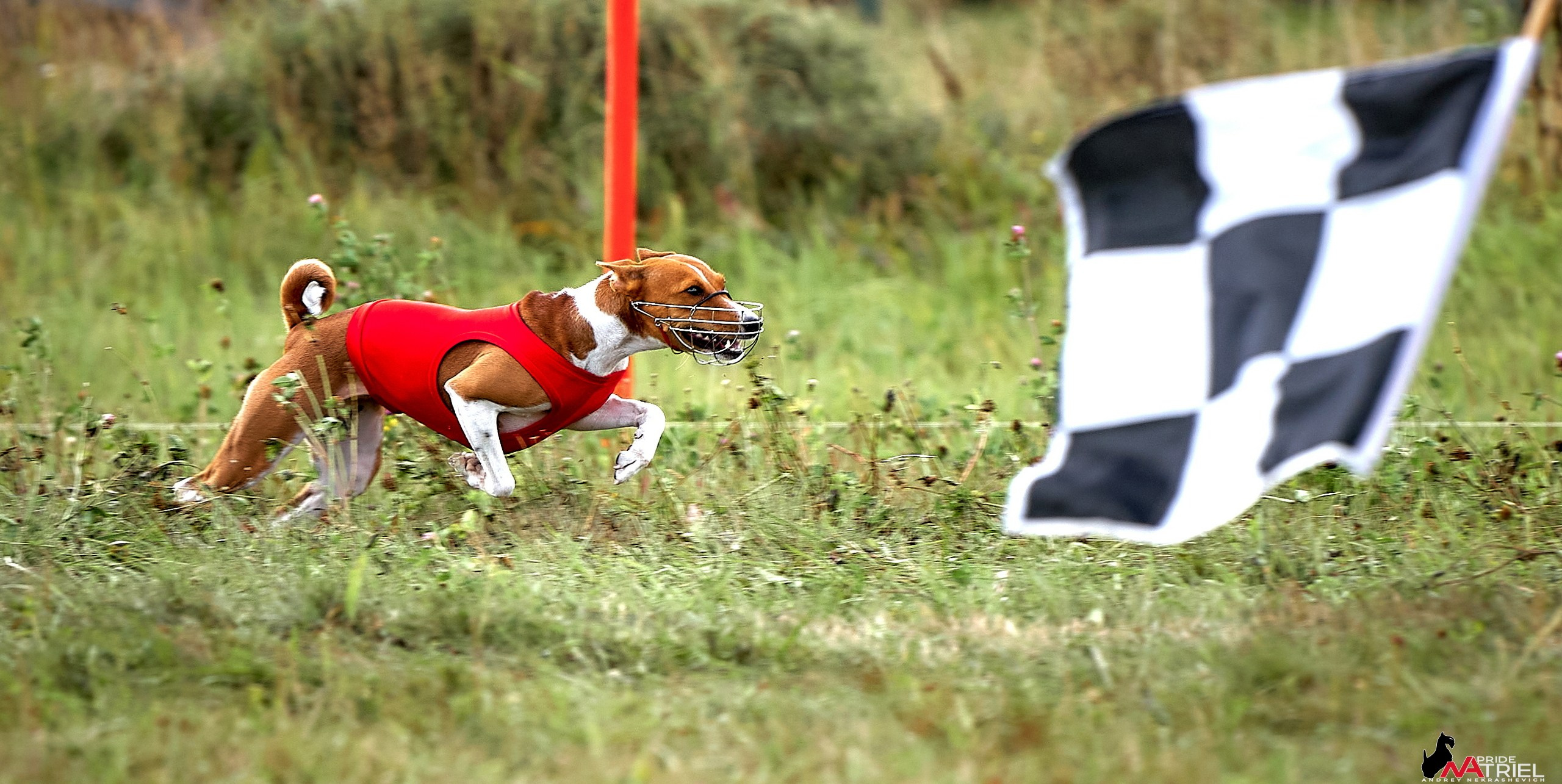 Съемка курсинг — галерея NATRIEL