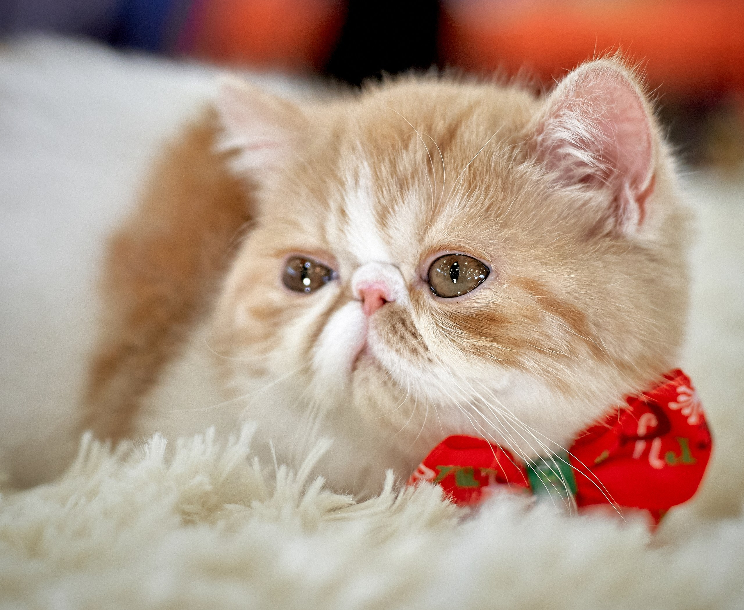 Кошки на выставках — галерея NATRIEL