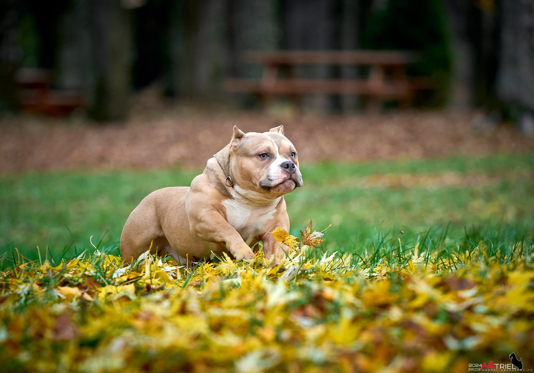 Фотопрогулка с булли в парке