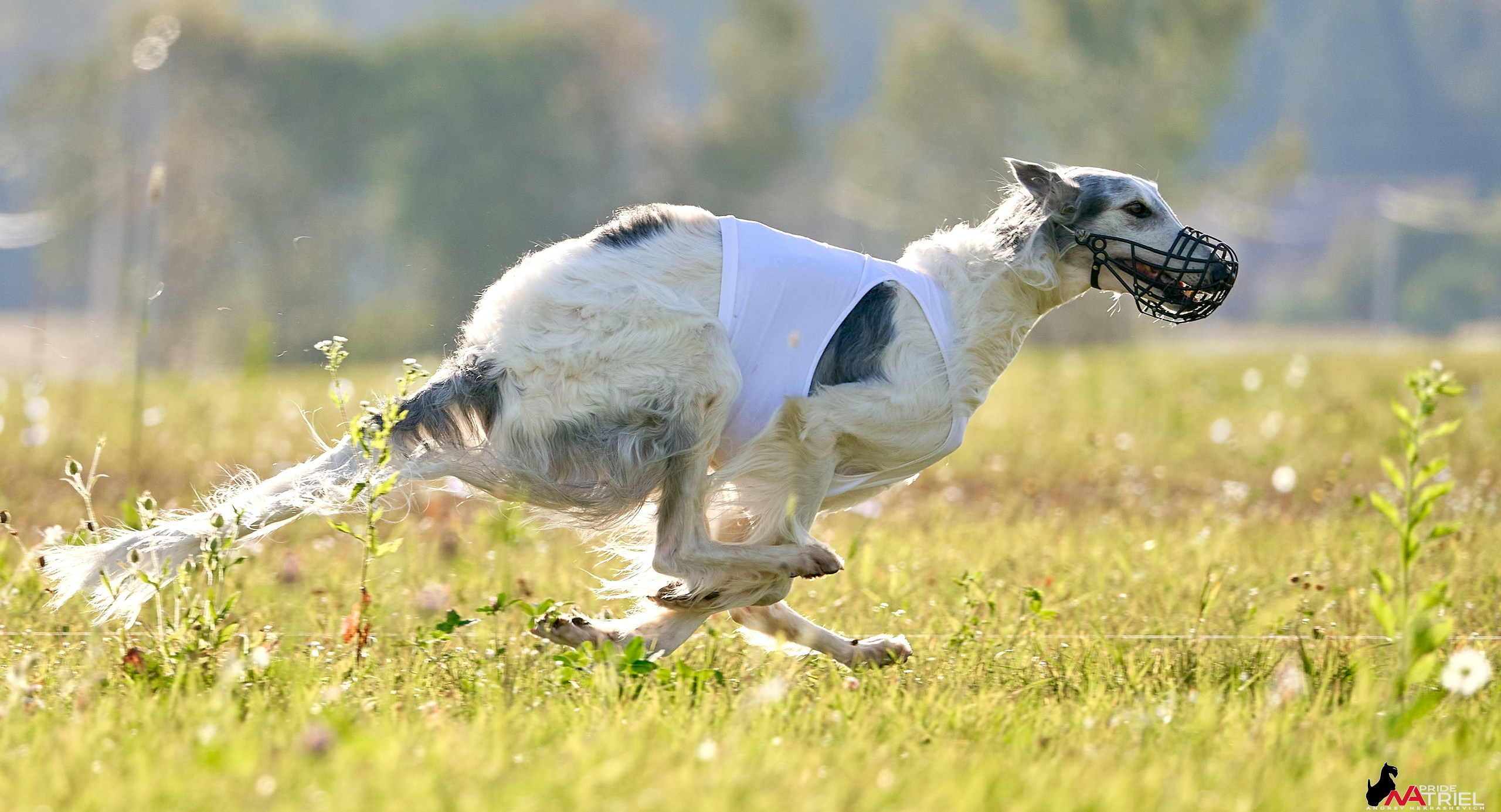 Съемка курсинг — галерея NATRIEL