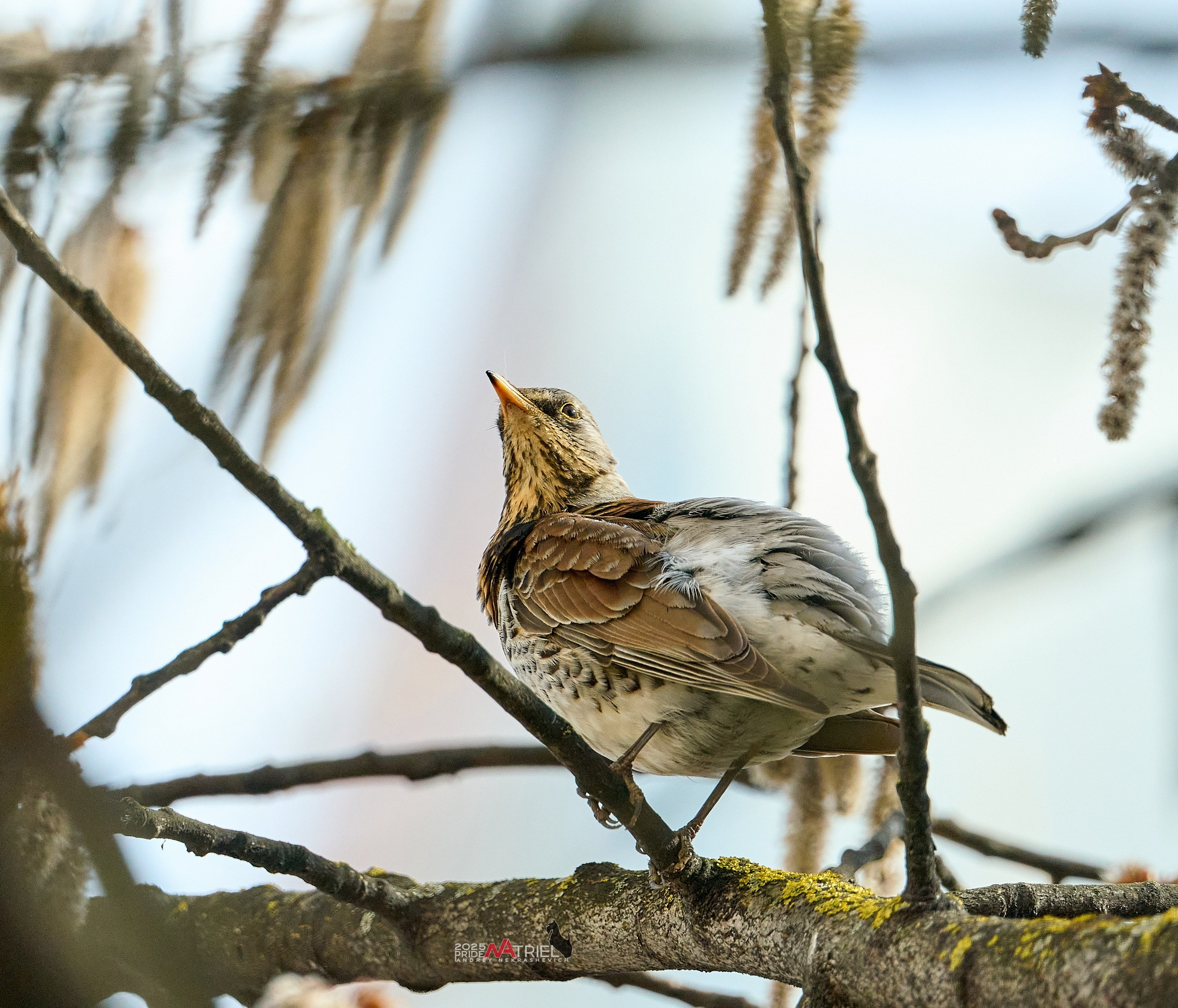 Природа в апреле