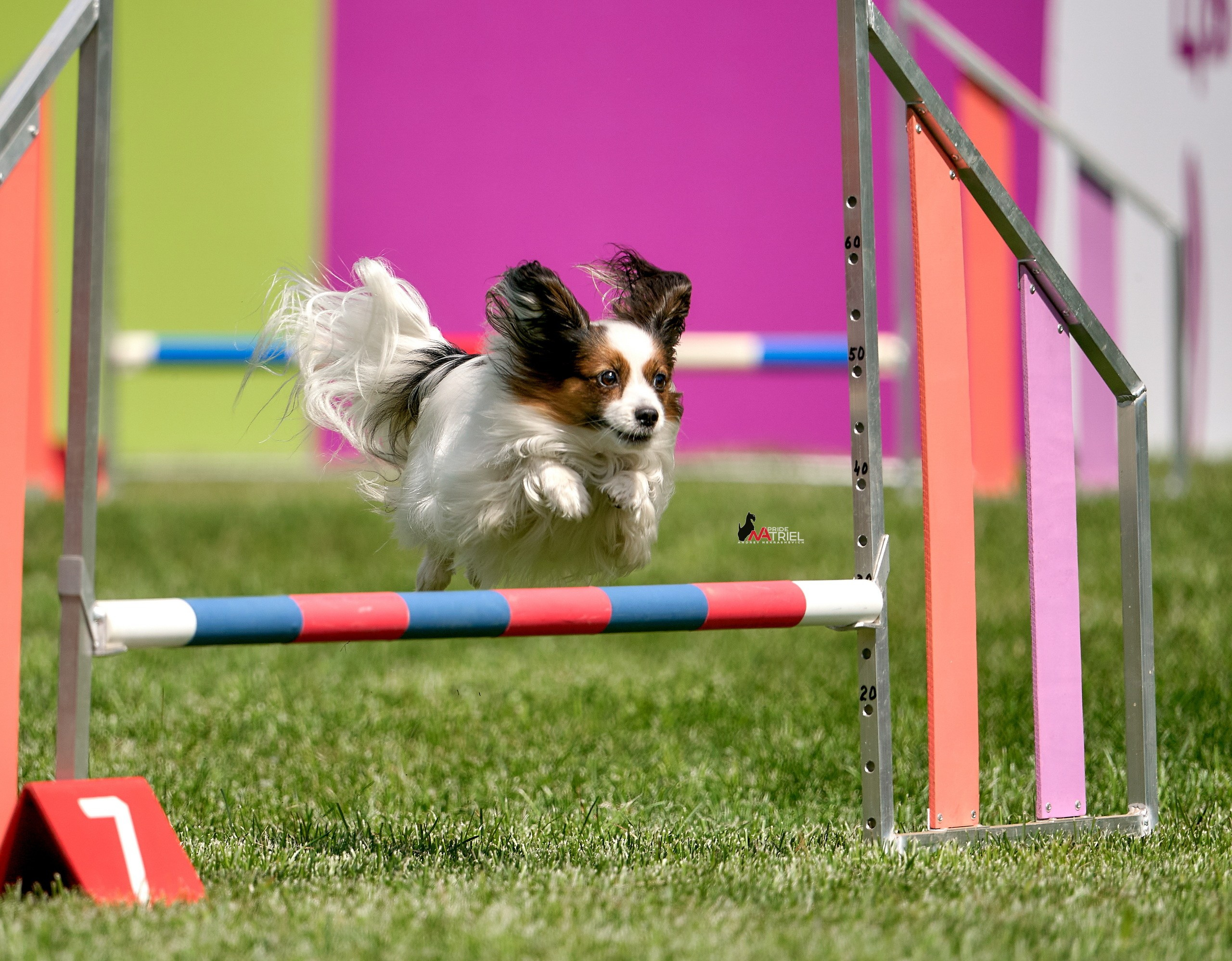 Аджилити — галерея NATRIEL