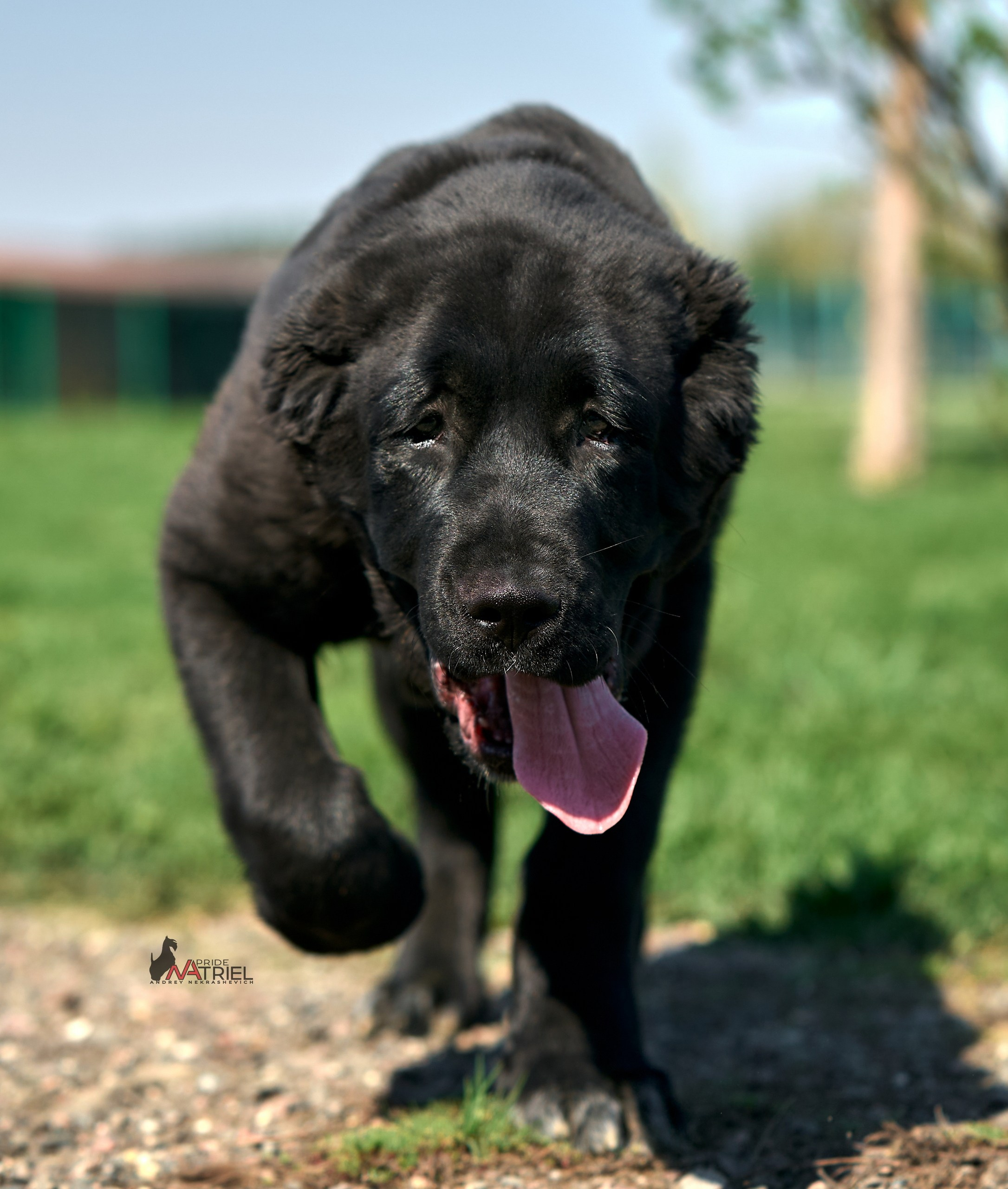 Среднеазиаты — щенки и взрослые