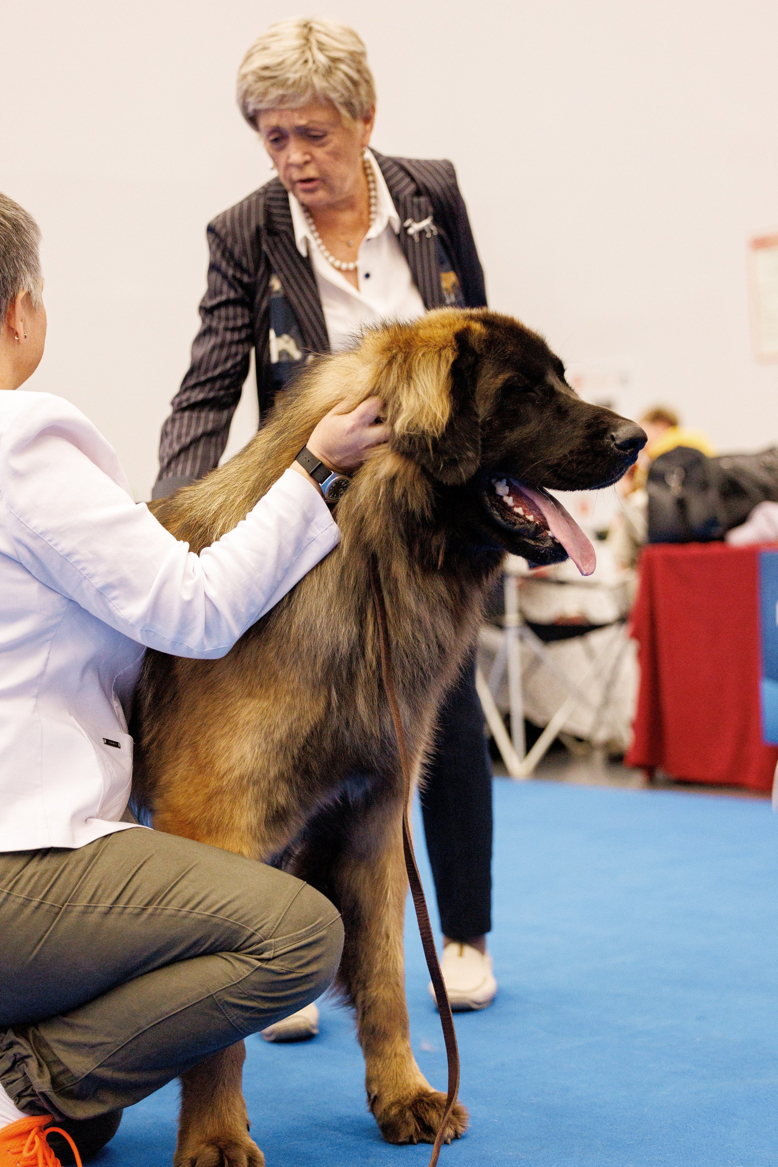 Нижний Новгород 21-22.10.2023. Фотограф-анималист Юлия Германика