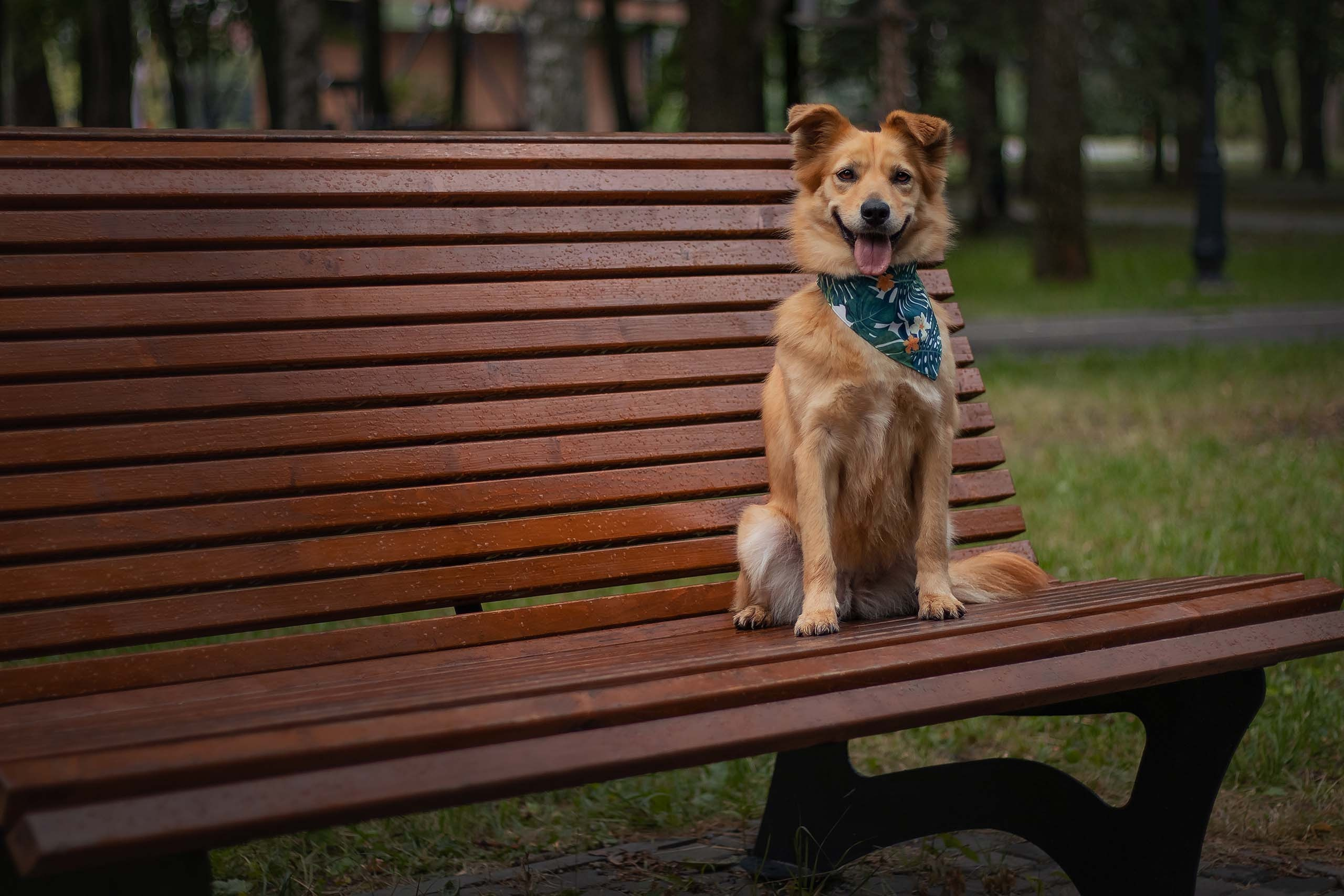Портфолио фотографа-анималиста из Воронежа Алины Ивановой. Фотограф — анималист Алина Иванова