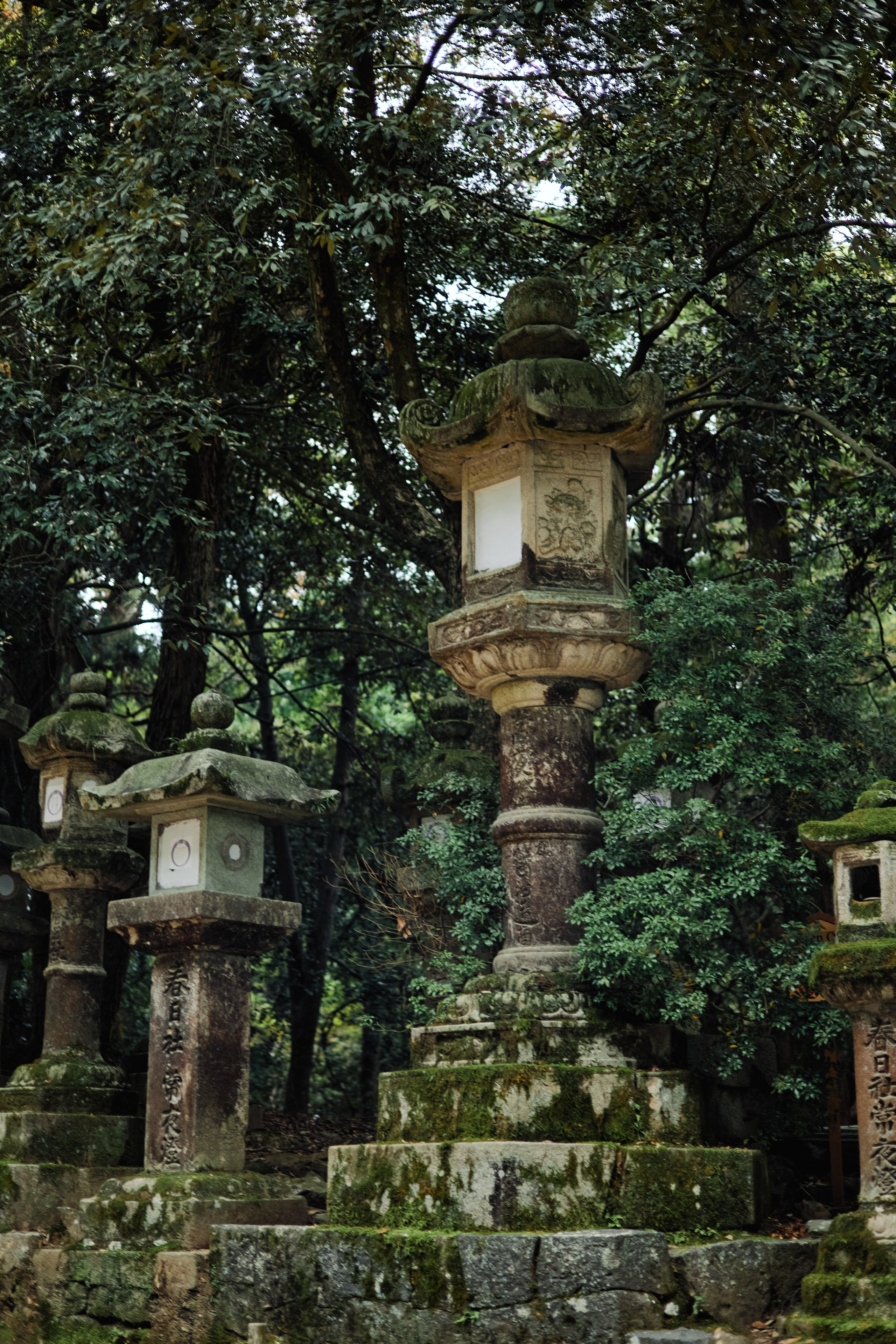 Япония. Профессиональный Фотограф во Владимире, в Москве и в Суздале — Полина Романычева