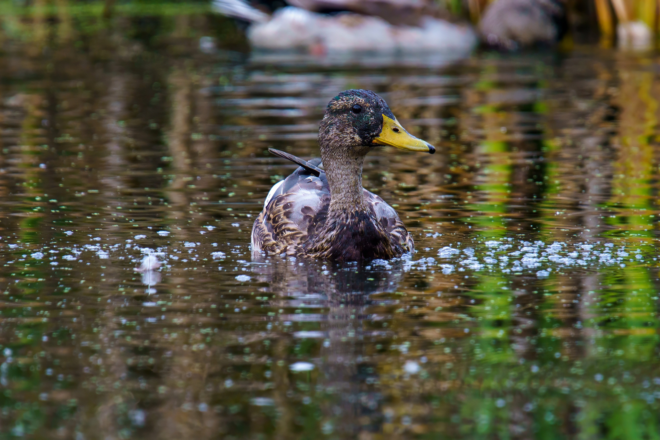 Animals — Животные