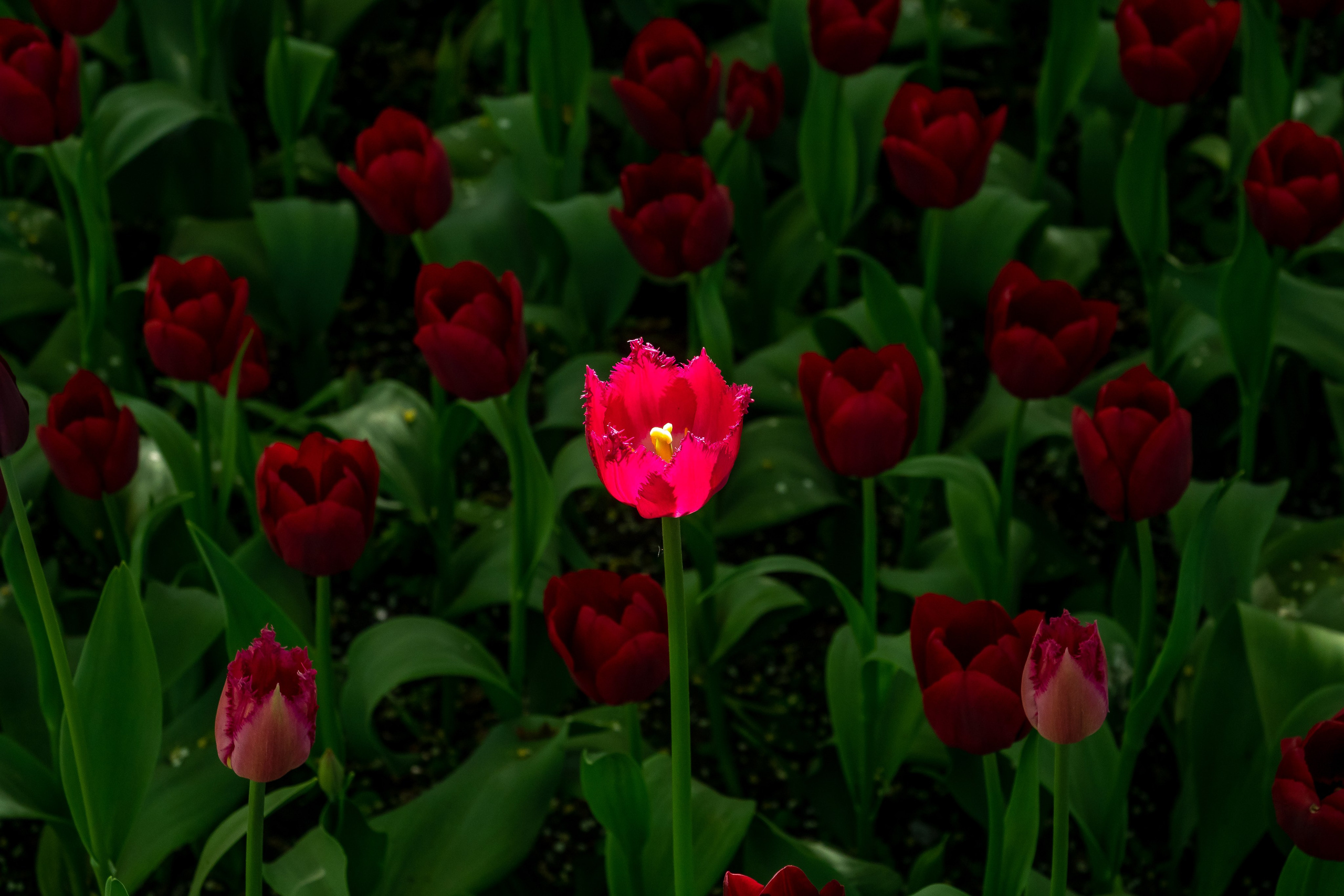 Стрит. Фотограф в Петербурге Олег Золото