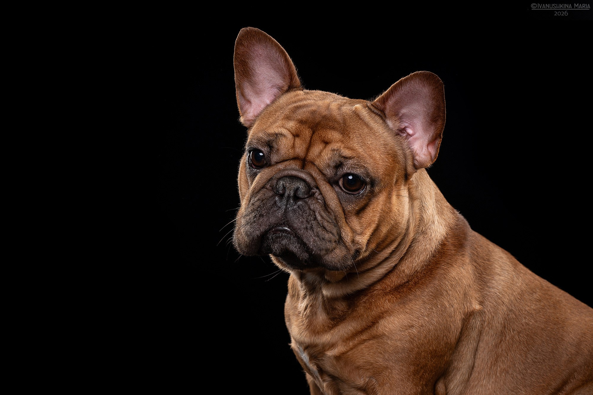 Фотосессия собаки в студии. Фотограф собак в Москве и Московской области Иванушкина Мария