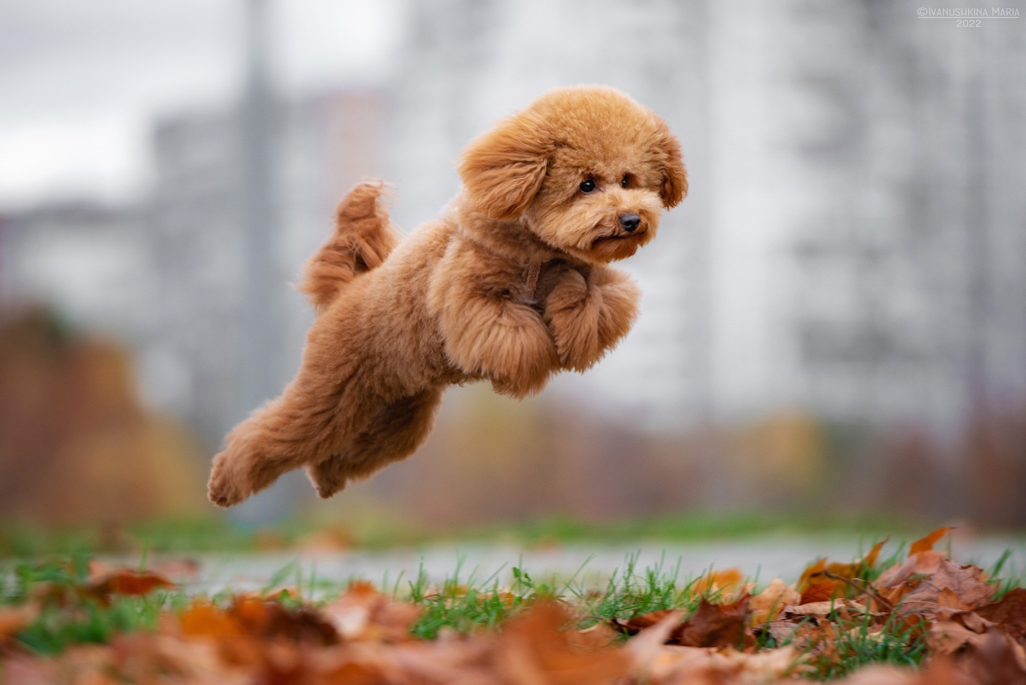 красный пудель