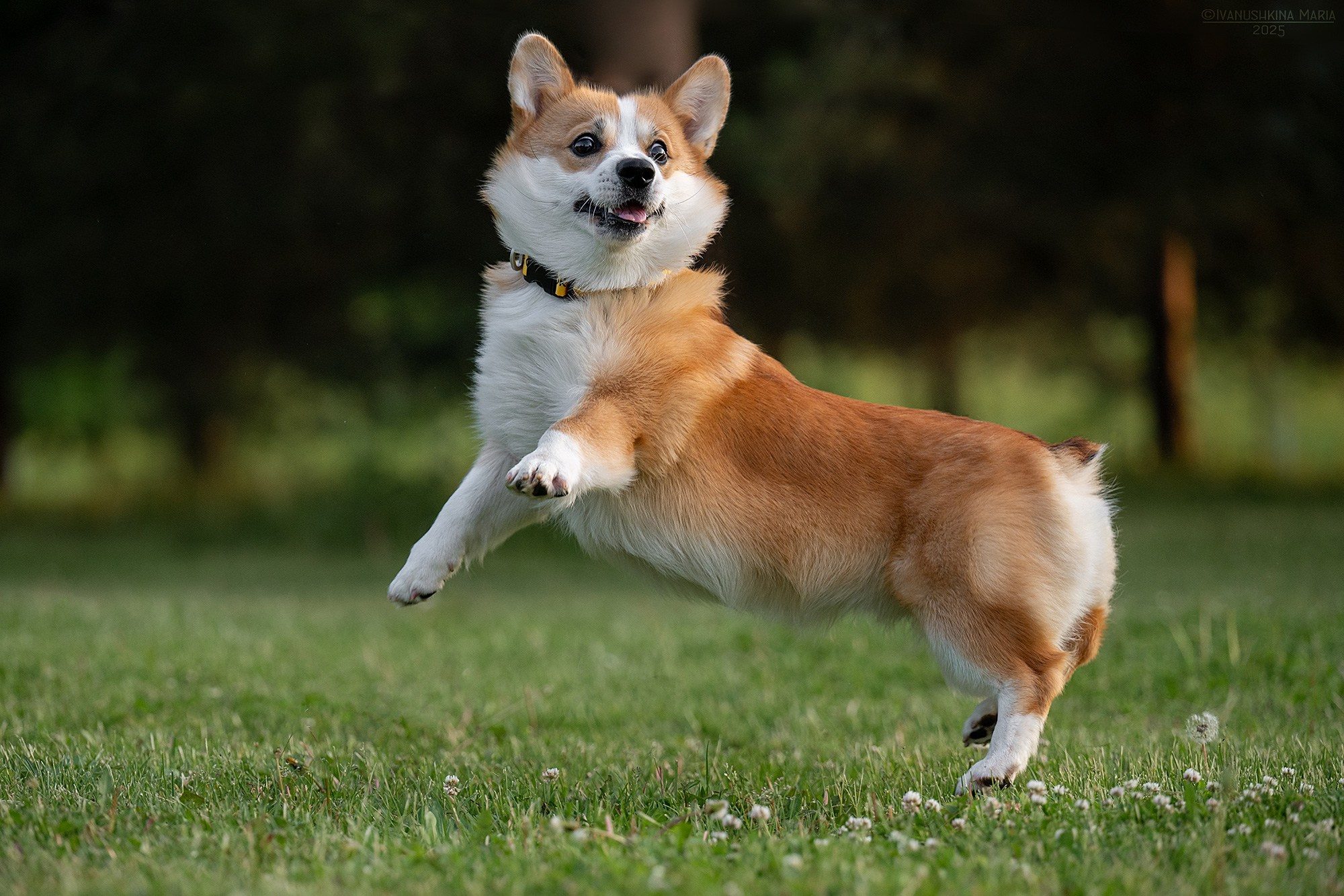 Фотограф-анималист. Фотограф собак в Москве и Московской области Иванушкина Мария