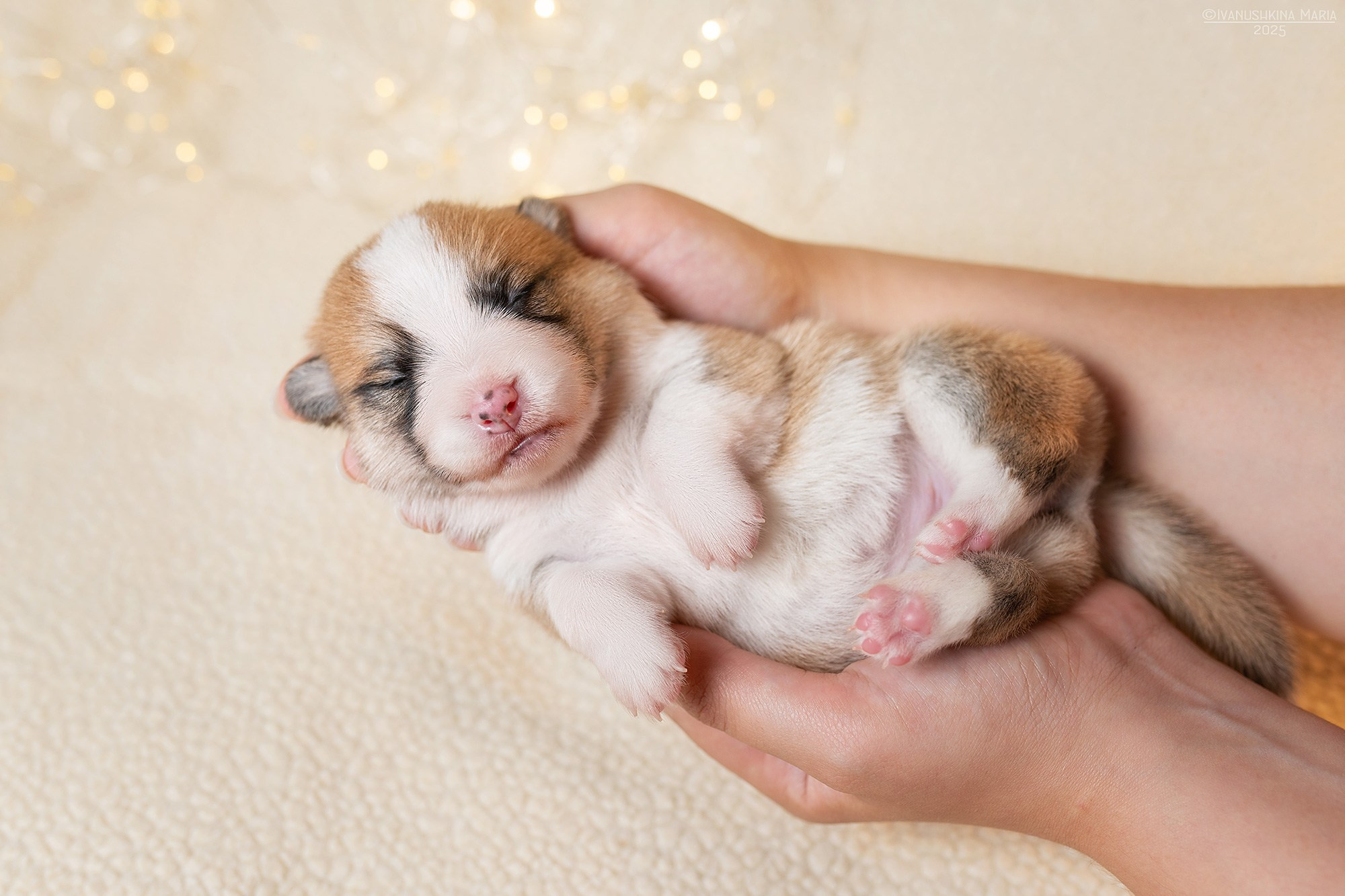 Ньюборн фотосессия щенков. Фотограф собак в Москве и Московской области Иванушкина Мария