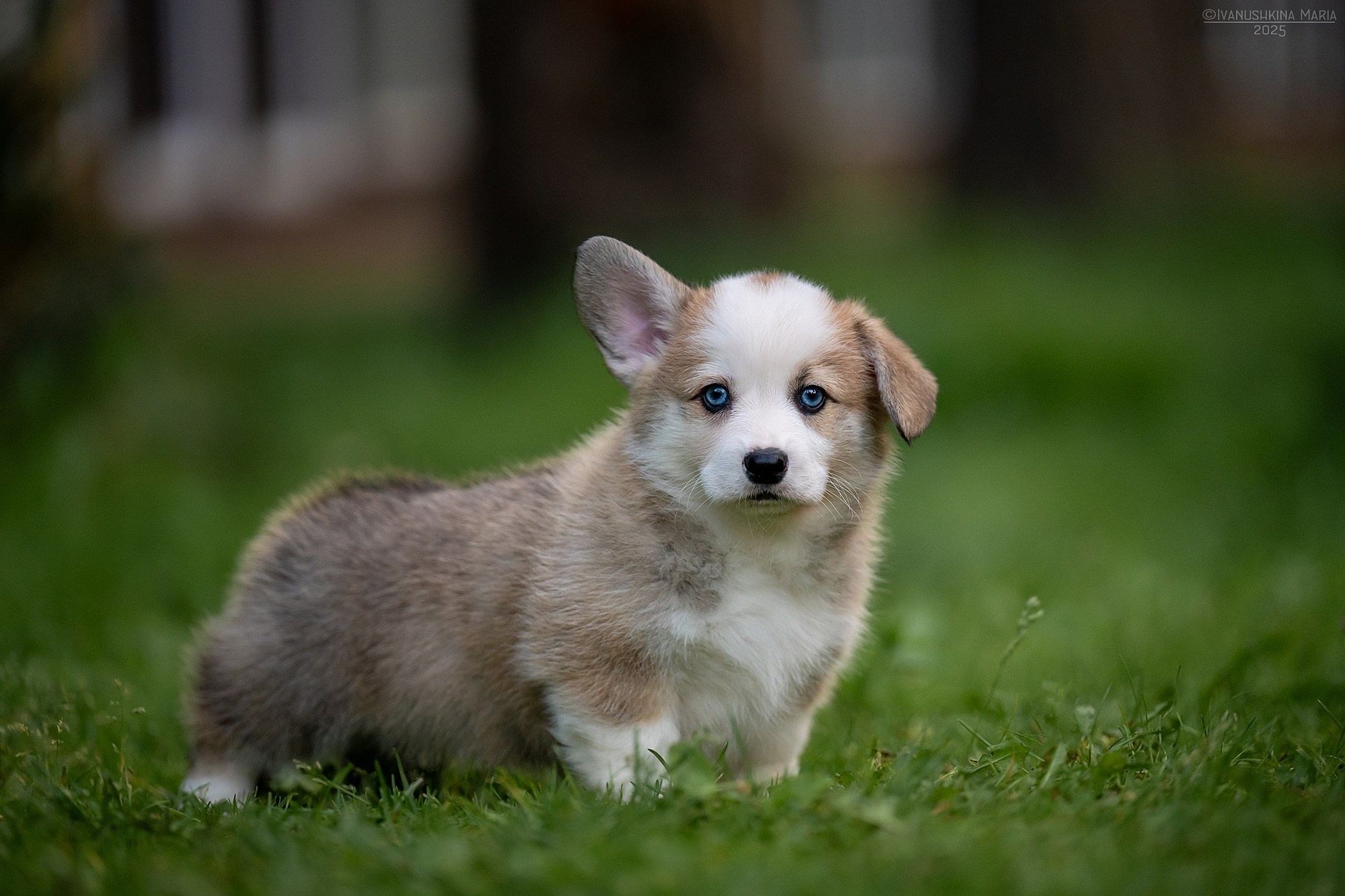 Фотосессия щенков на продажу. Фотограф собак в Москве и Московской области Иванушкина Мария