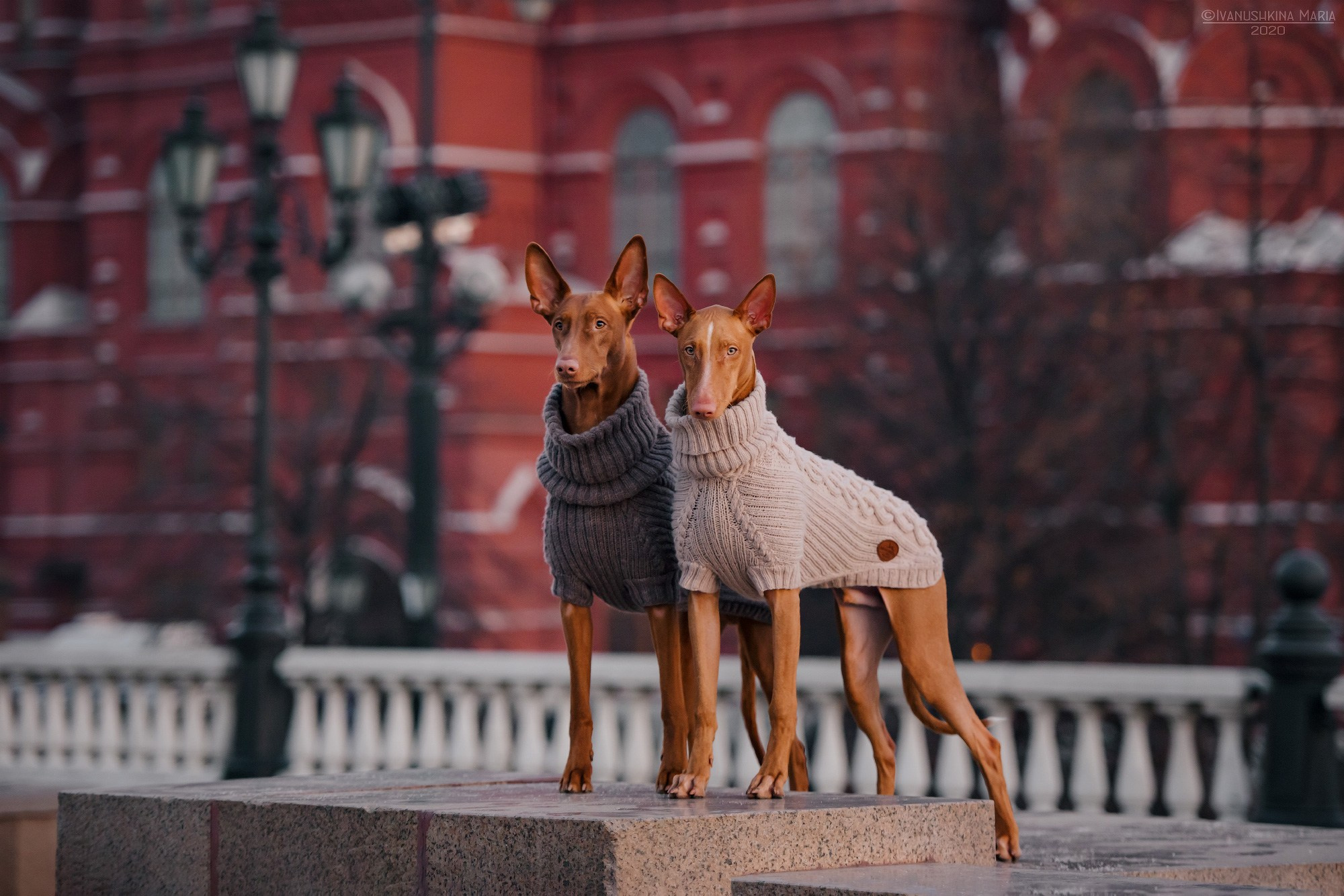 фараоновы собаки