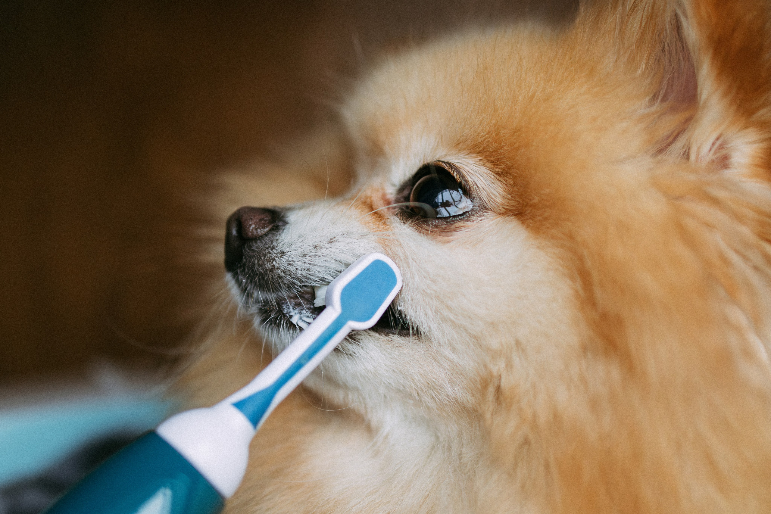 Orozyme&Emmiepet. Фотораф — анималист Мария Шистка