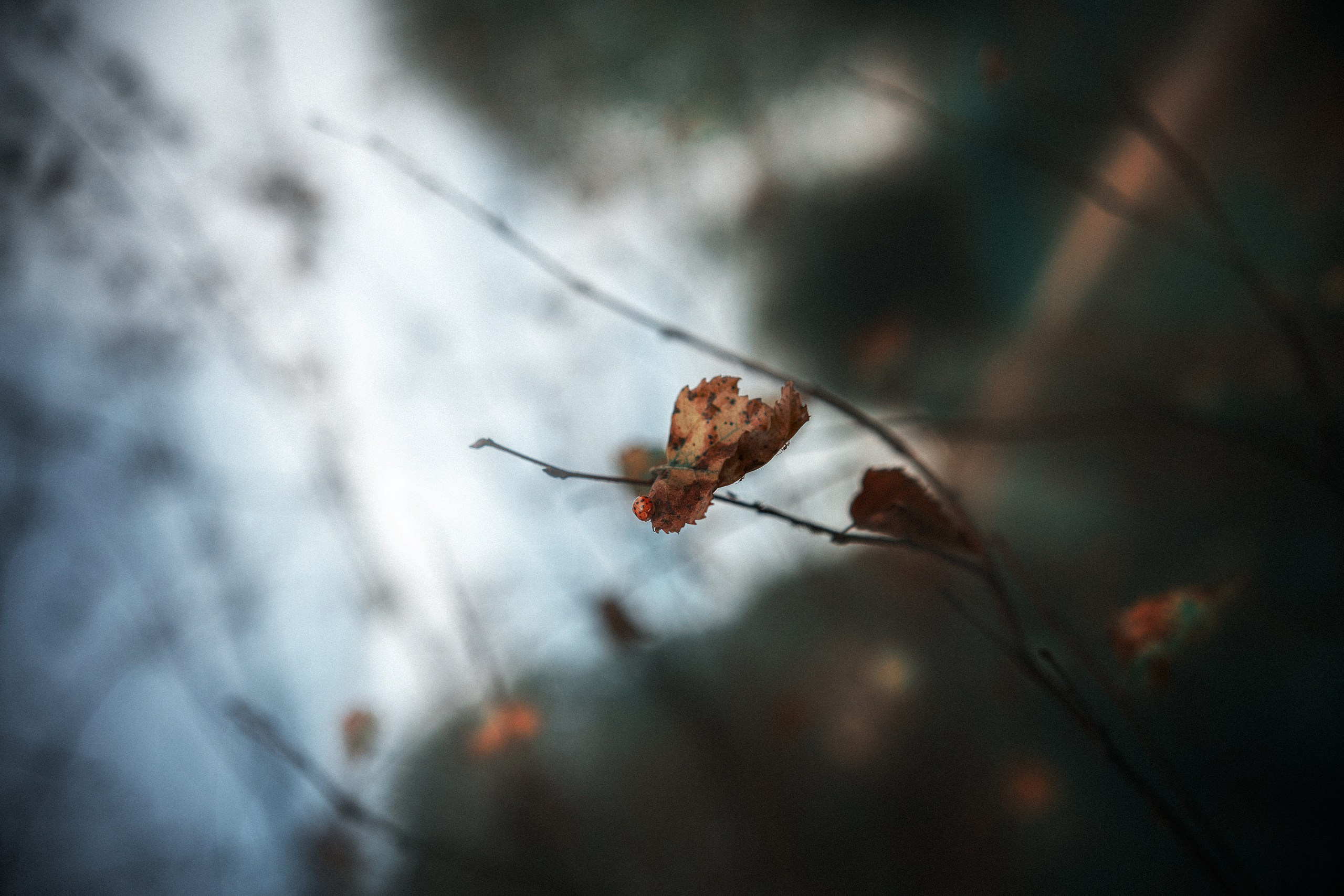 Света. Азиев Александр|Портретный фотограф