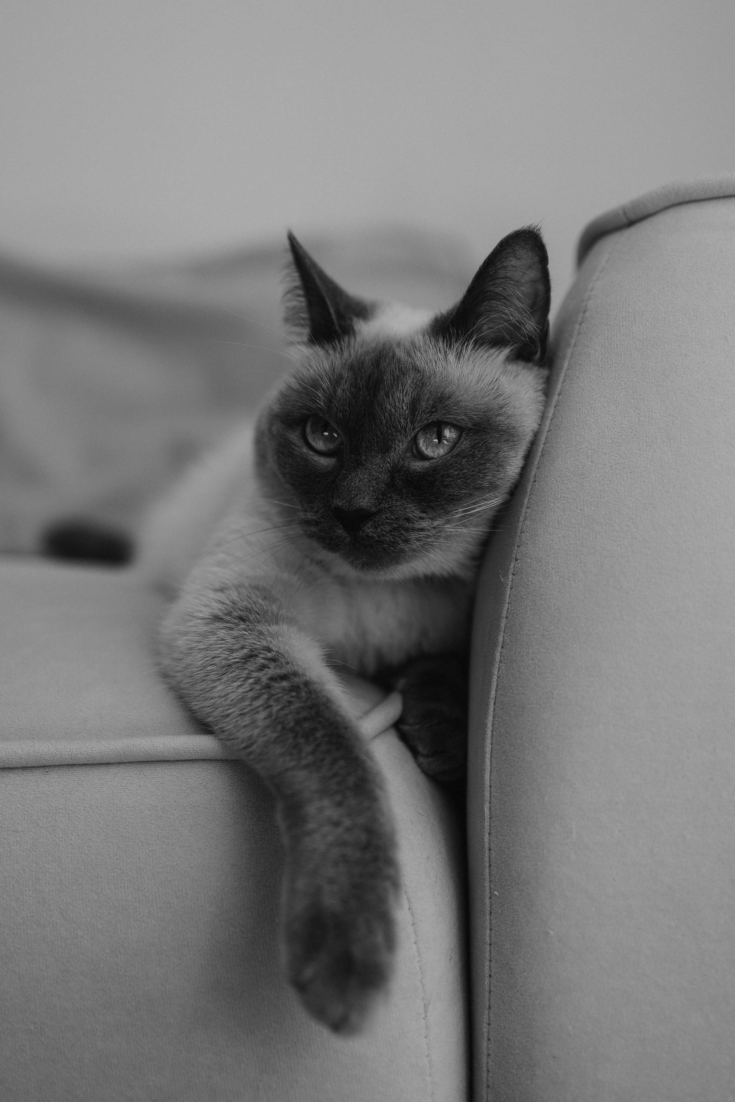 Бэлла, Деми и Луна. Фотораф — анималист Мария Шистка