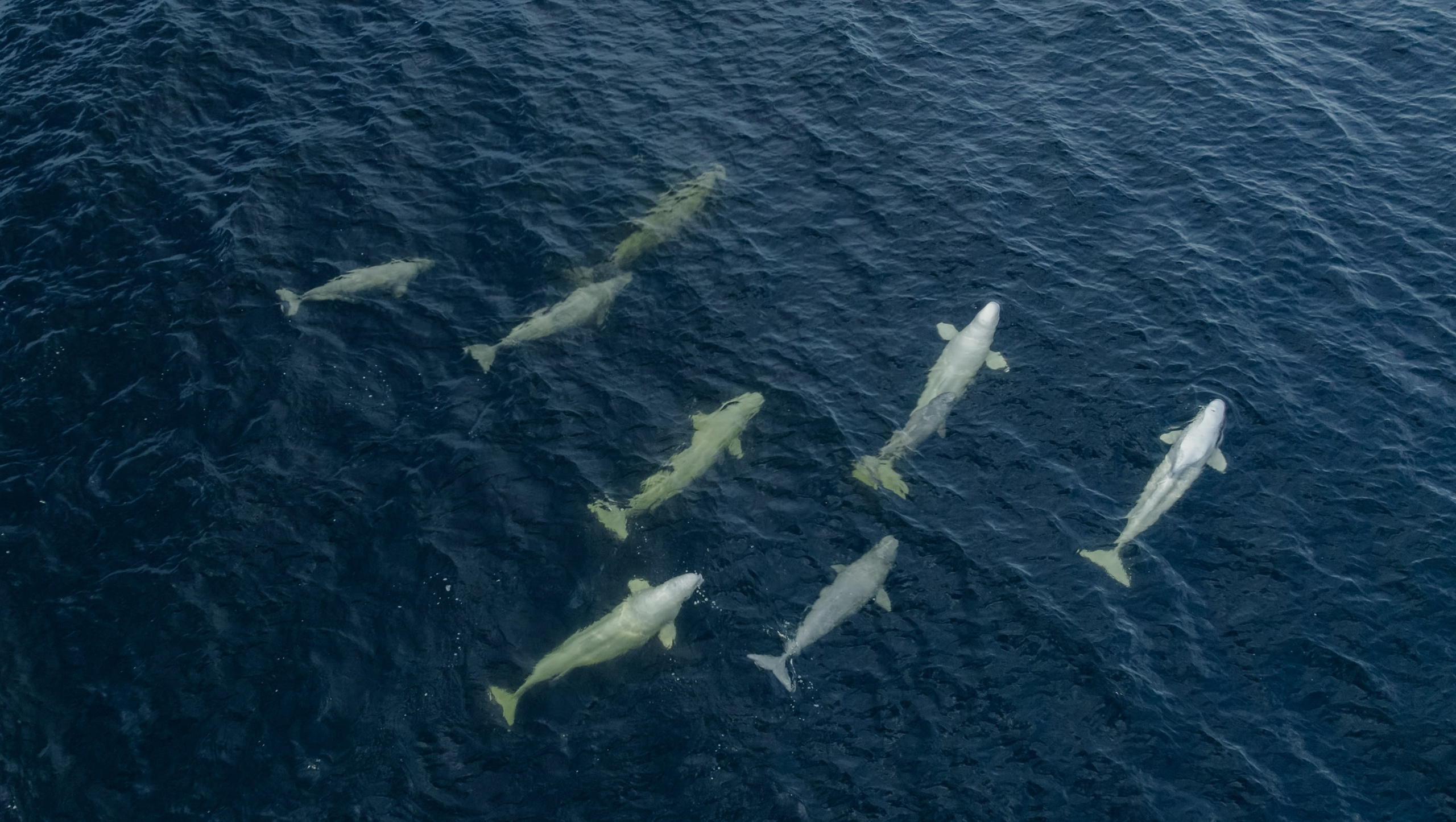 ЭТНОПАРК ГЕОГРАФИКА. Создание контента | Фото | Видеосъемка | Александр Ярков