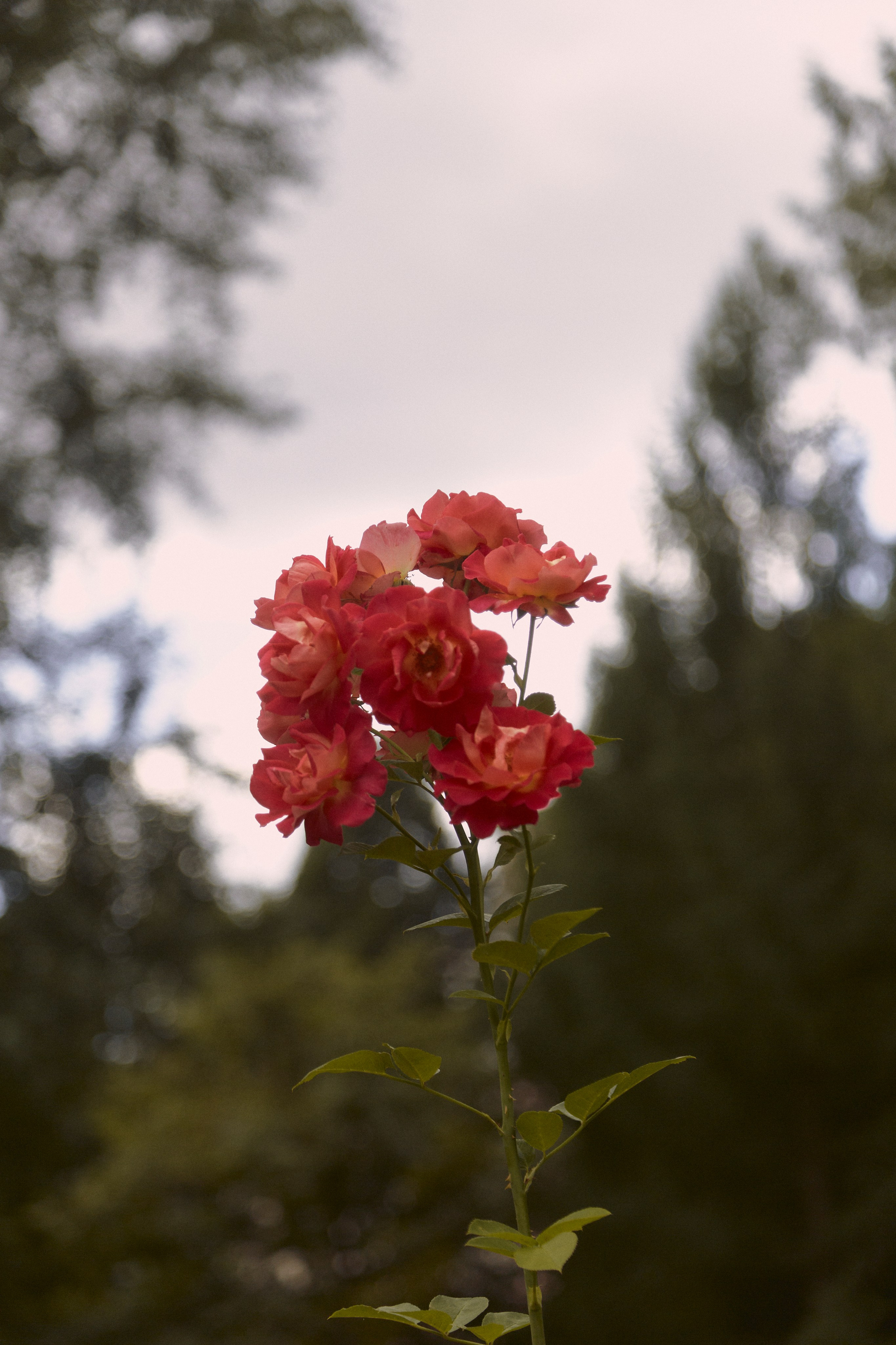 Ася. Egor Plakhotin Photography