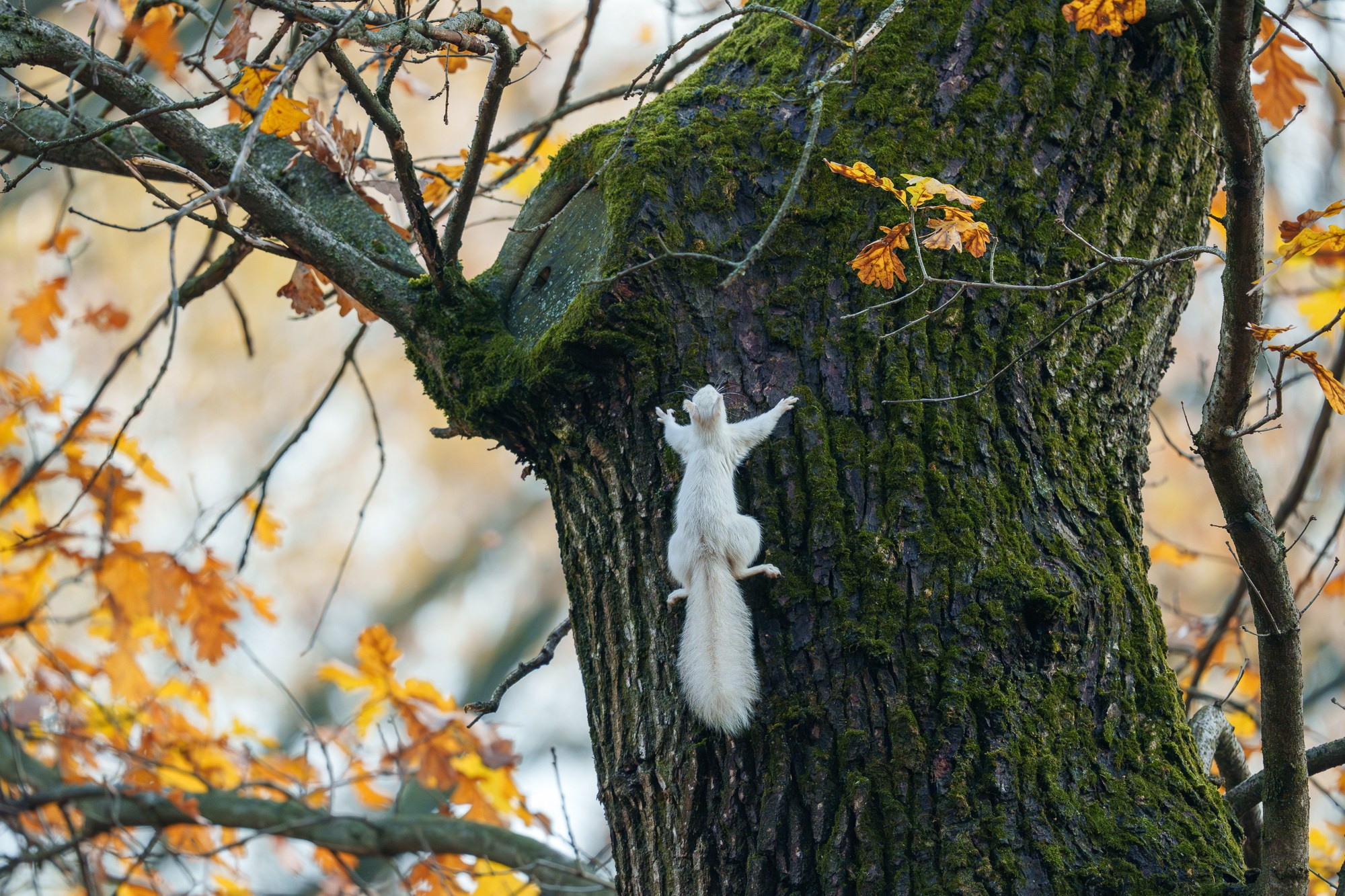 Животные. Ваш личный фотограф Марина Волкова