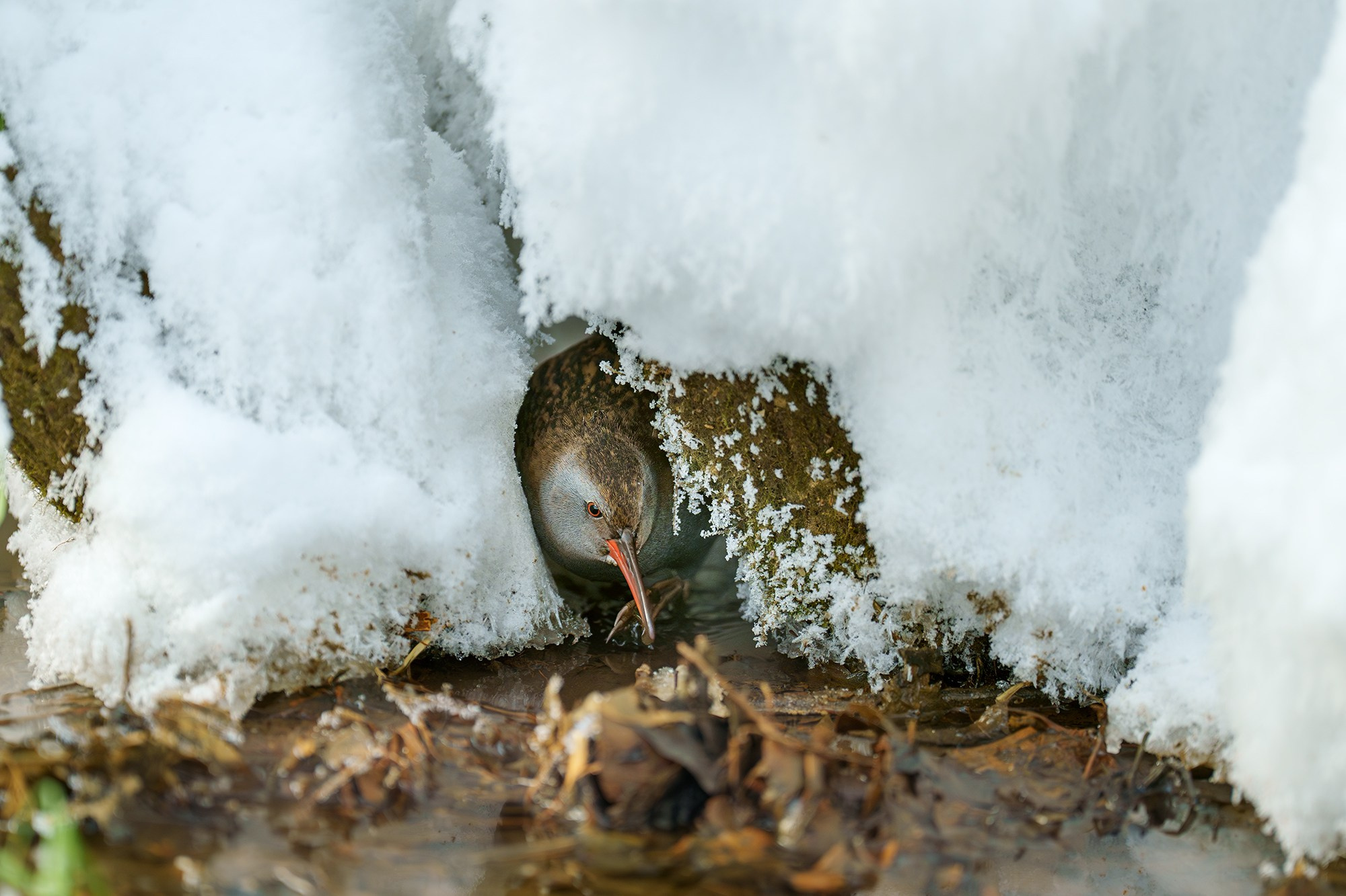 Удивительные мир птиц. Вокруг нас столько прекрасного — присмотритесь!. Ваш личный фотограф Марина Волкова