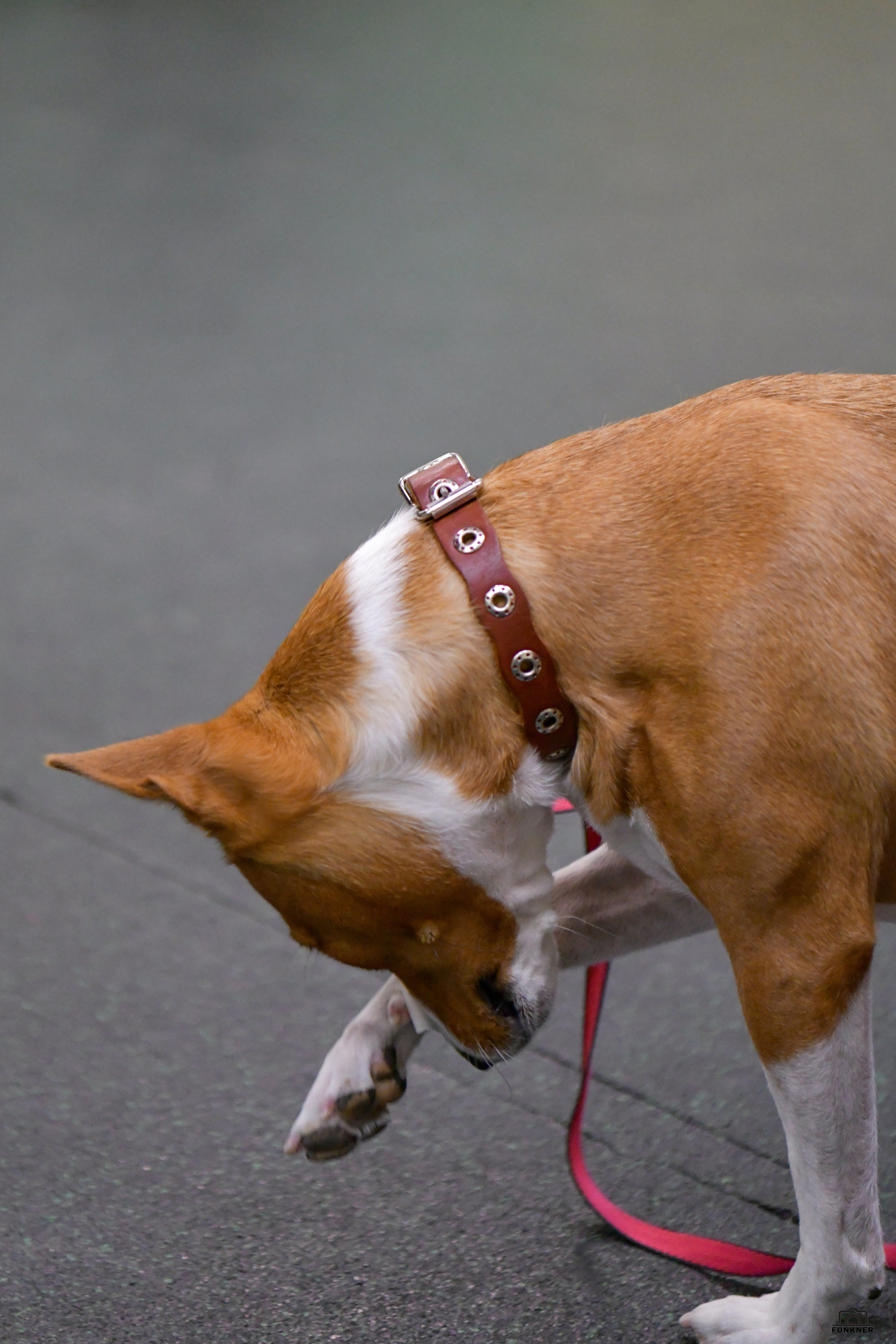 Кинологический клуб «Бодрый хвост». Свой взгляд через объектив