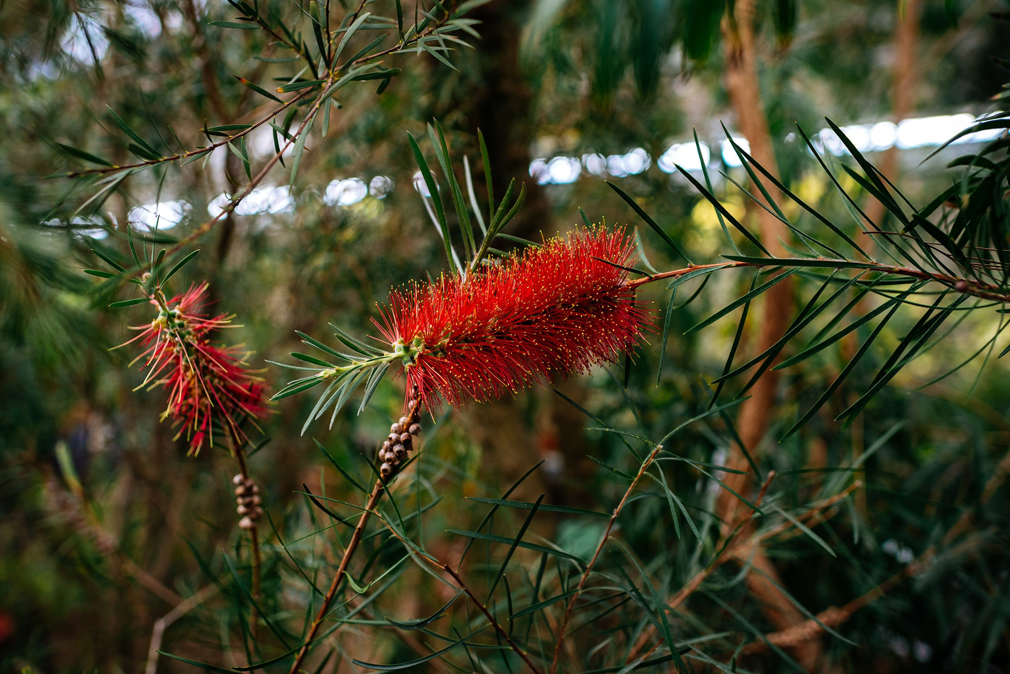 Ботанический сад. Субтропический маршрут. Март 26. Репортажный фотограф в Санкт-Петербурге Анастасия Клёпова