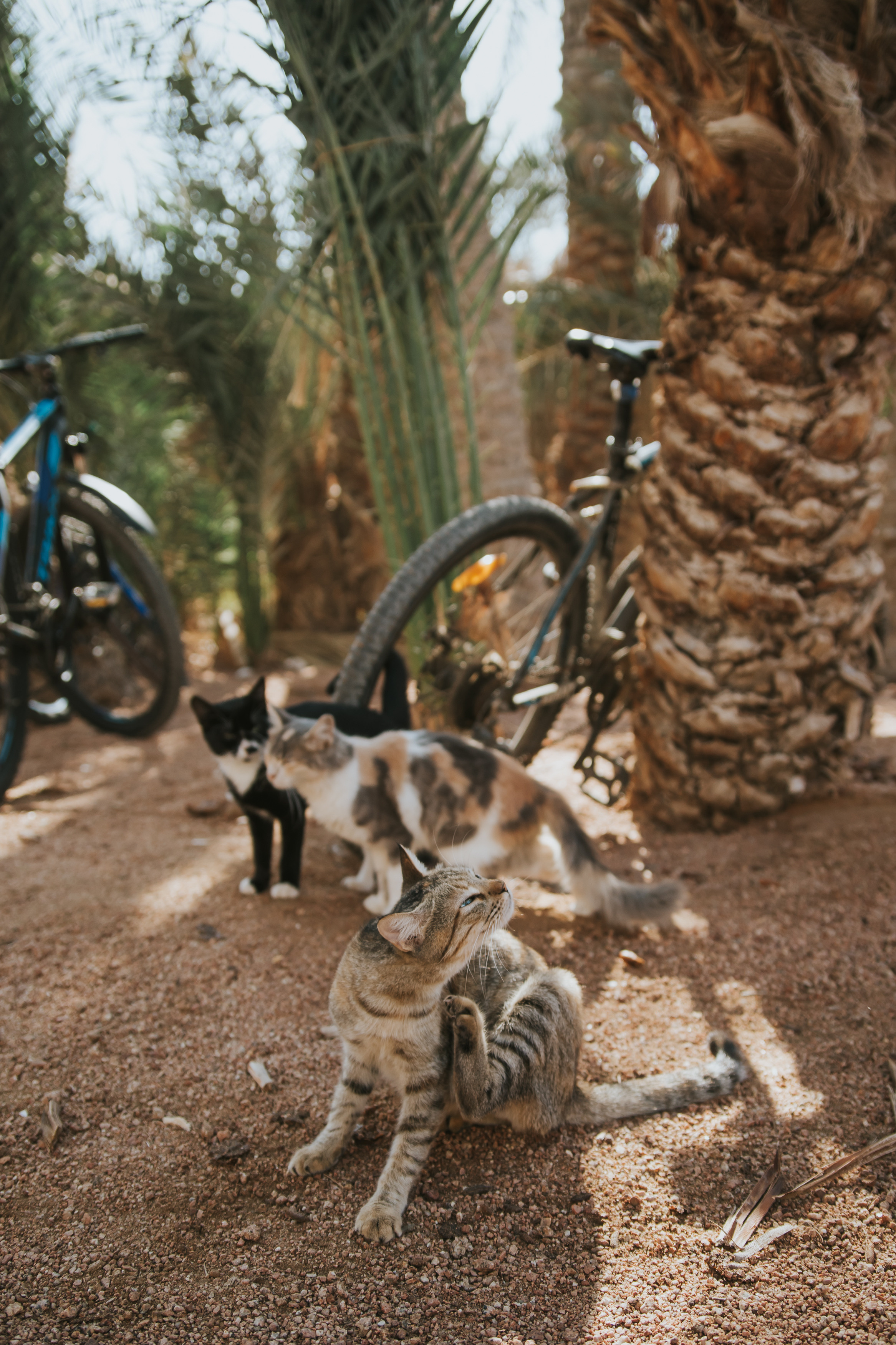 BASSEM&NADIA. Photographe de mariage et de famille à Sharm El Sheikh Natalia Matlina