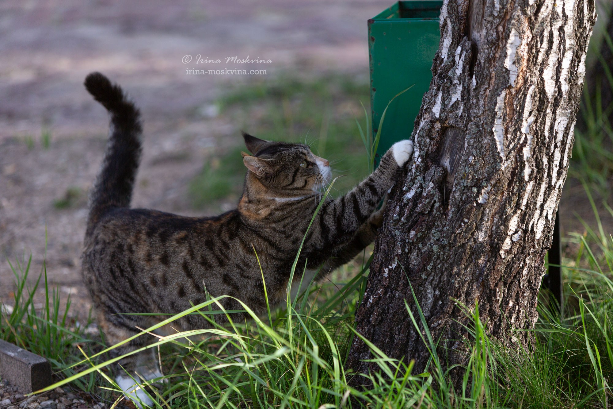 КСК «Алмазово» | Московская область | июль 2024. Ирина Москвина | фотограф | Москва