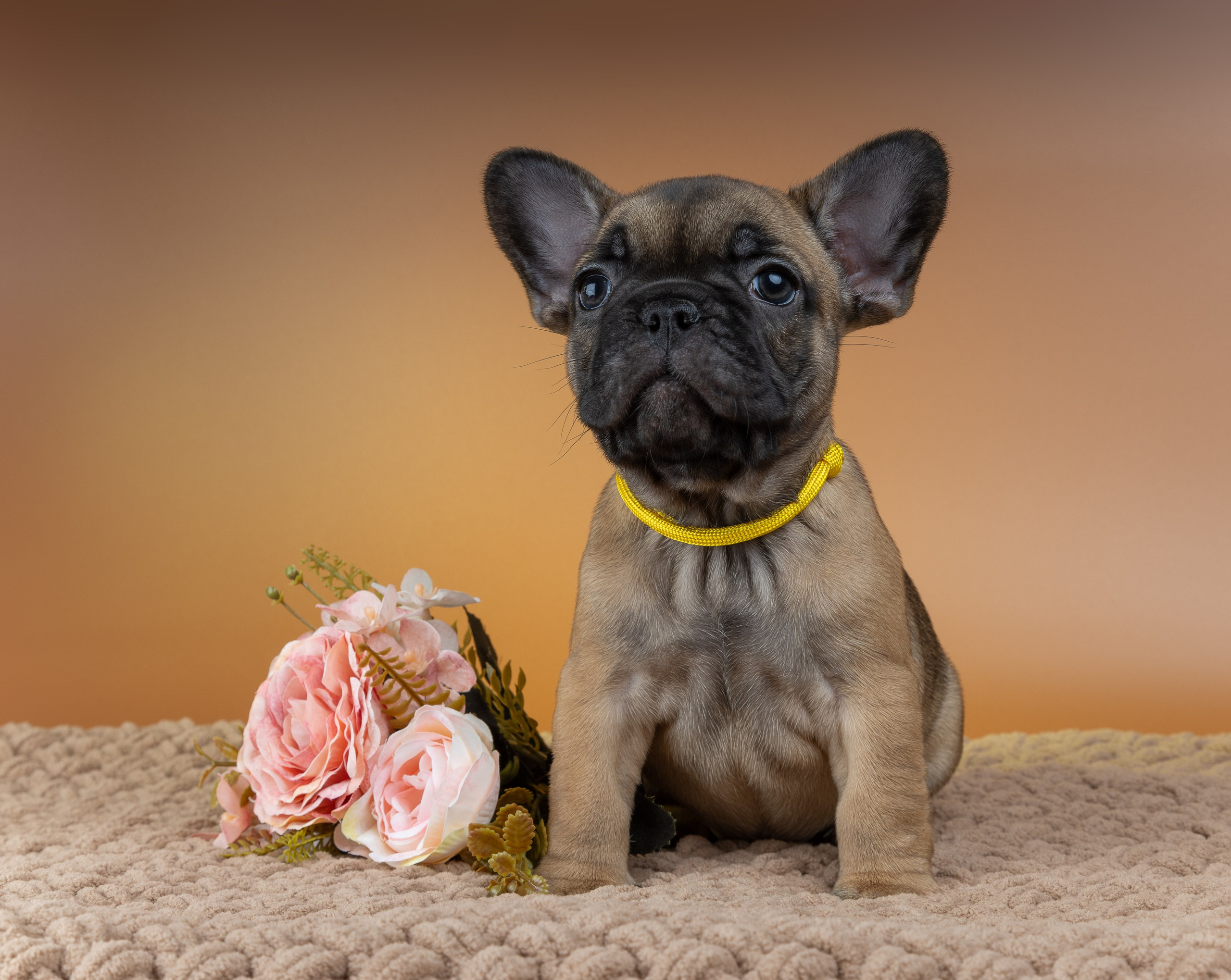 Французские бульдоги (студия). Фотограф-анималист в Москве, МО и Владимире