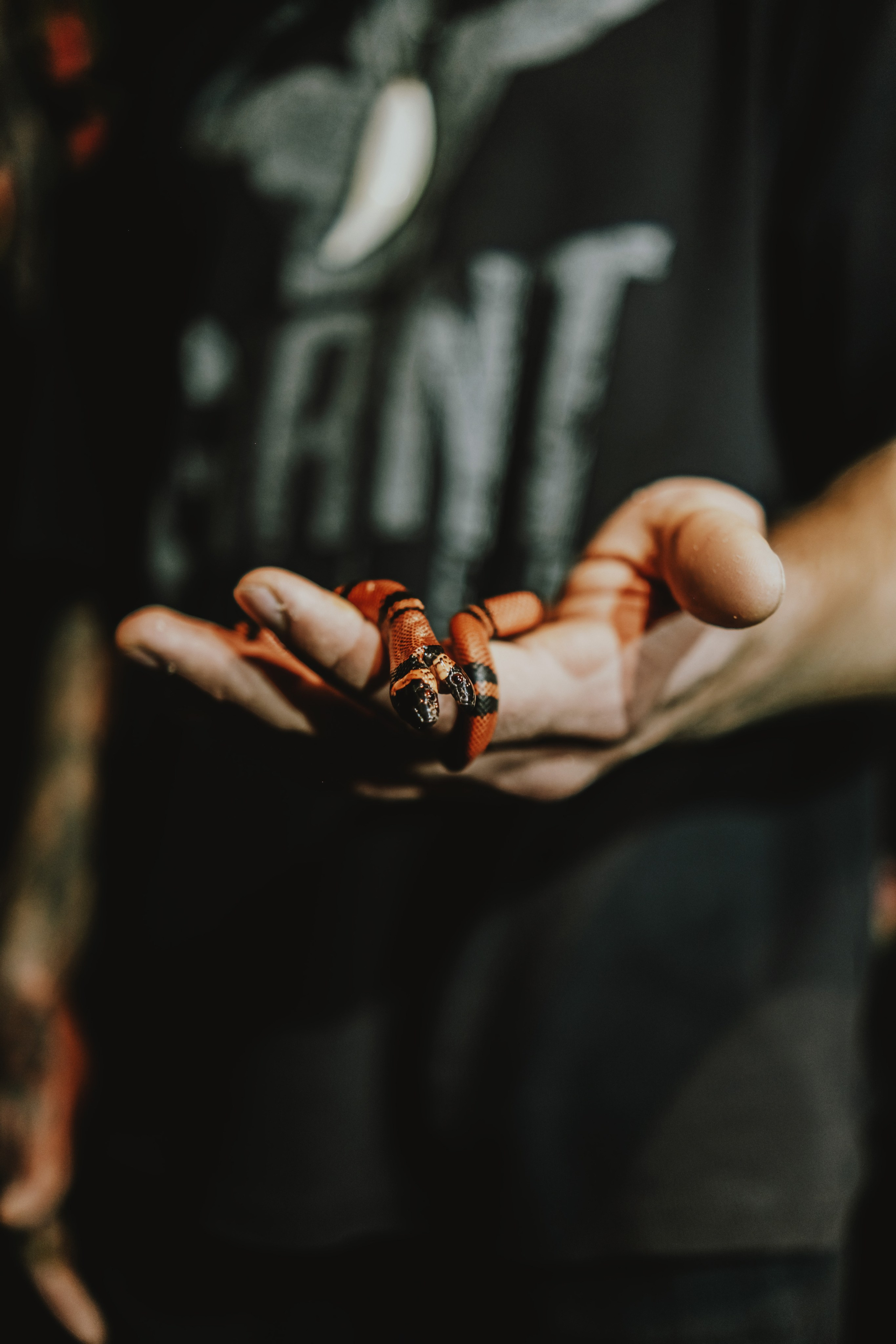 Дом Драконов. Nattie.ph