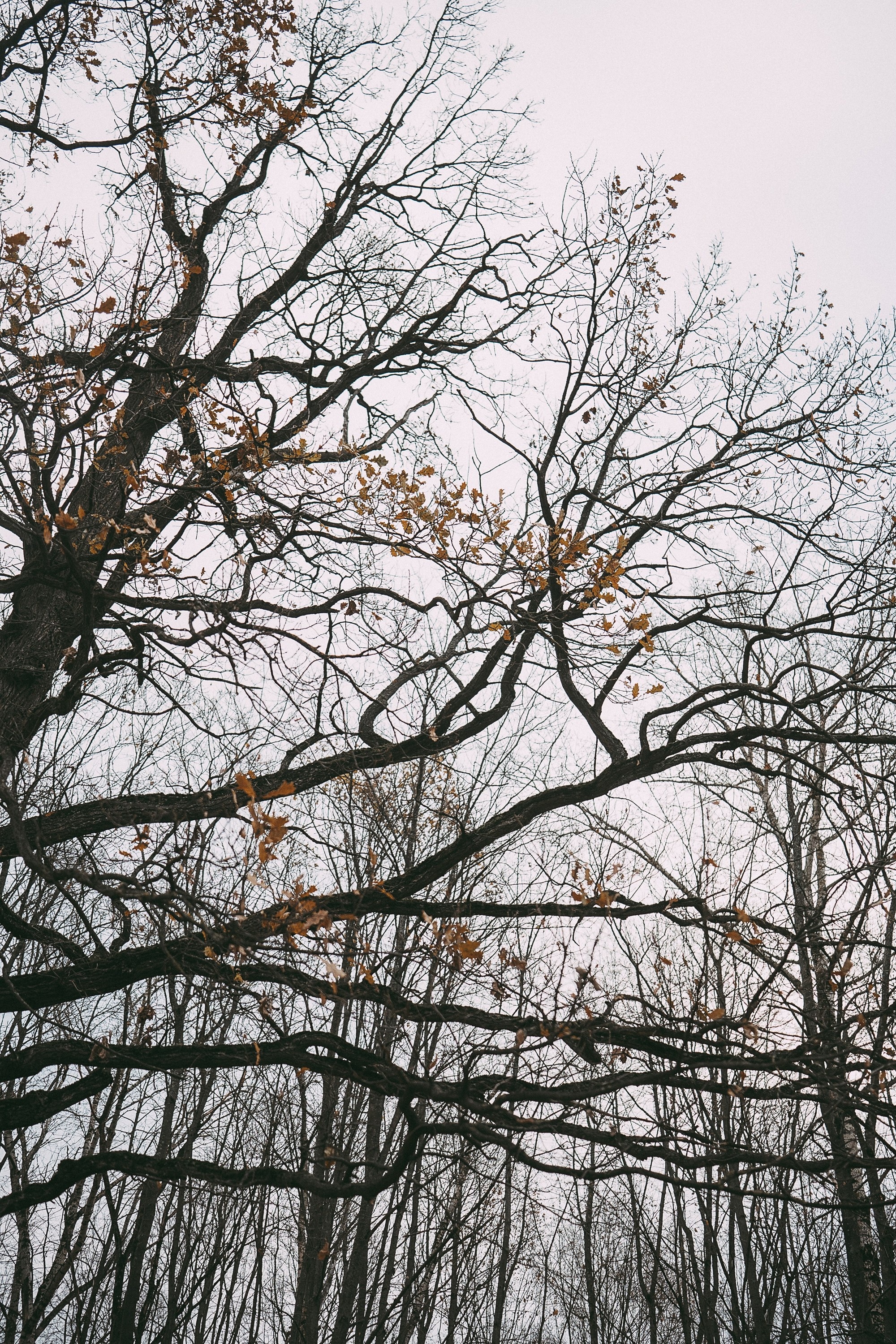 Лена и Мерлин. Фотограф анималист в Москве и Санкт-Петербурге Свиридова Анна