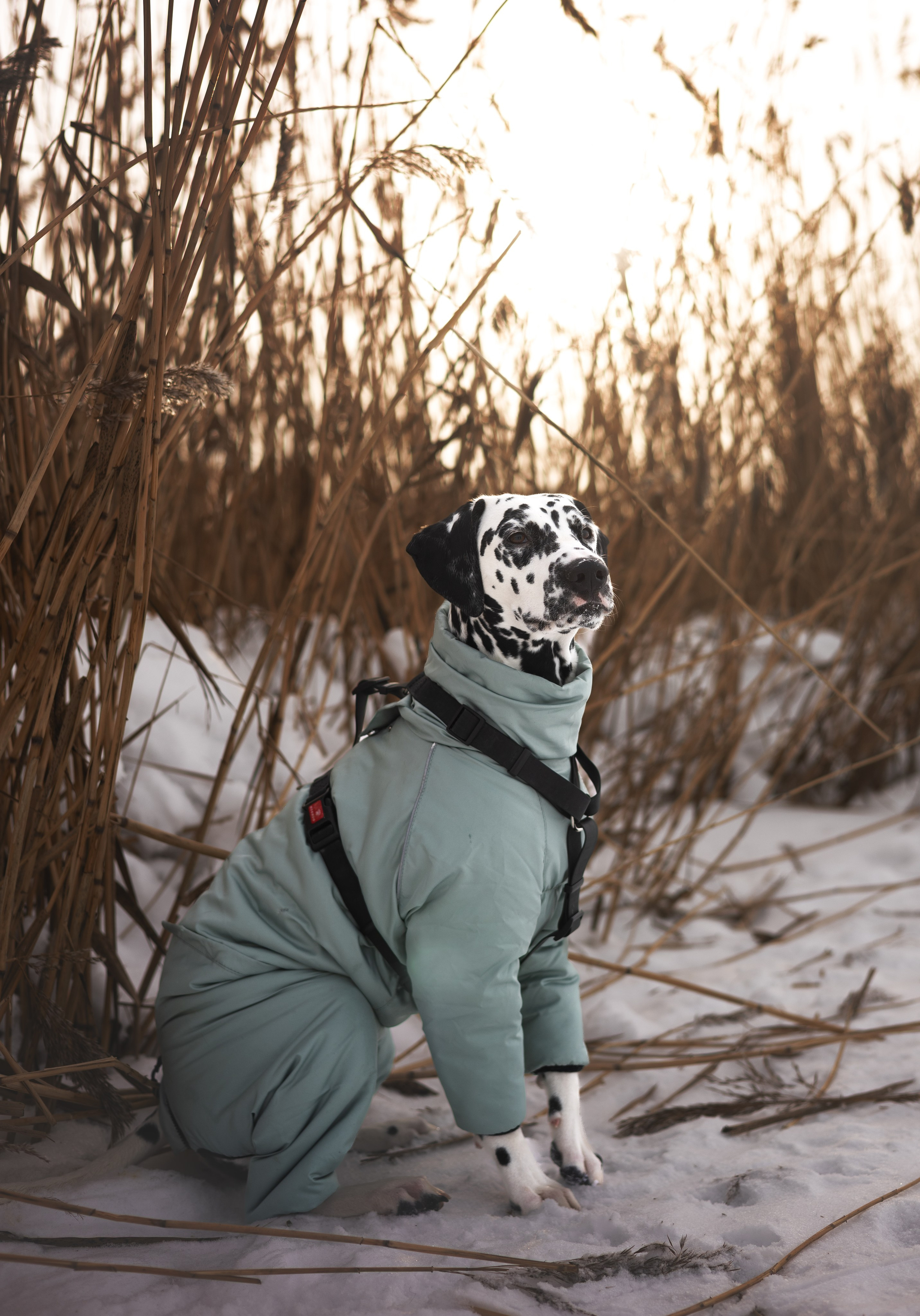 Таня и Лора. Фотограф животных Евгения Верцинская
