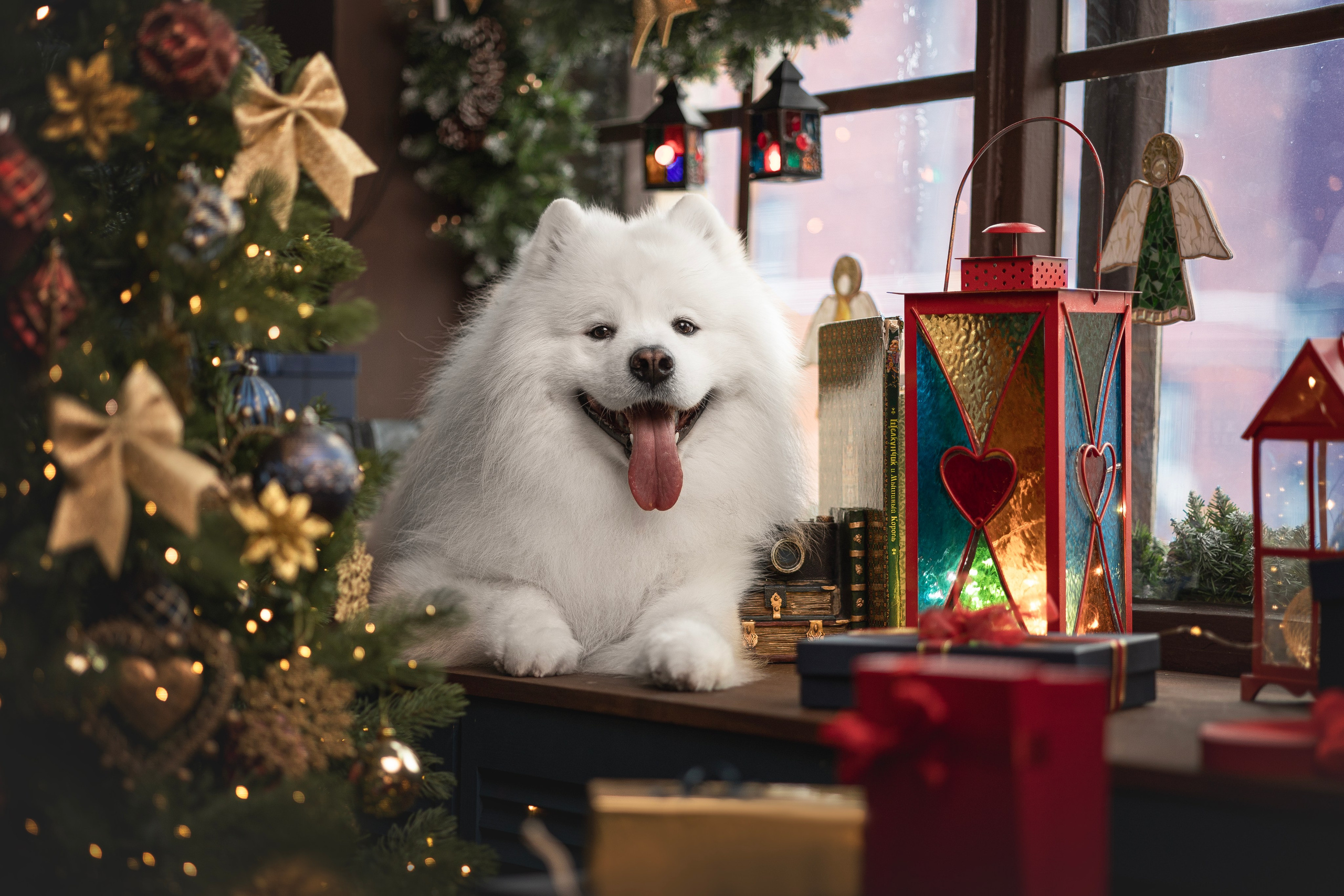 Пушистые самоедские драконы в студии. Фотограф анималист в Москве Майорова Евгения