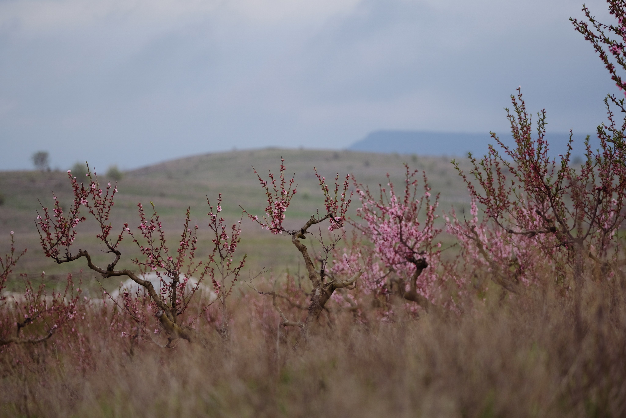 Фото в цветущих персиковых садах. Профессиональная фотосъемка в Крыму. Натуральные эмоции и живые кадры. Забронируйте дату прямо сейчас!