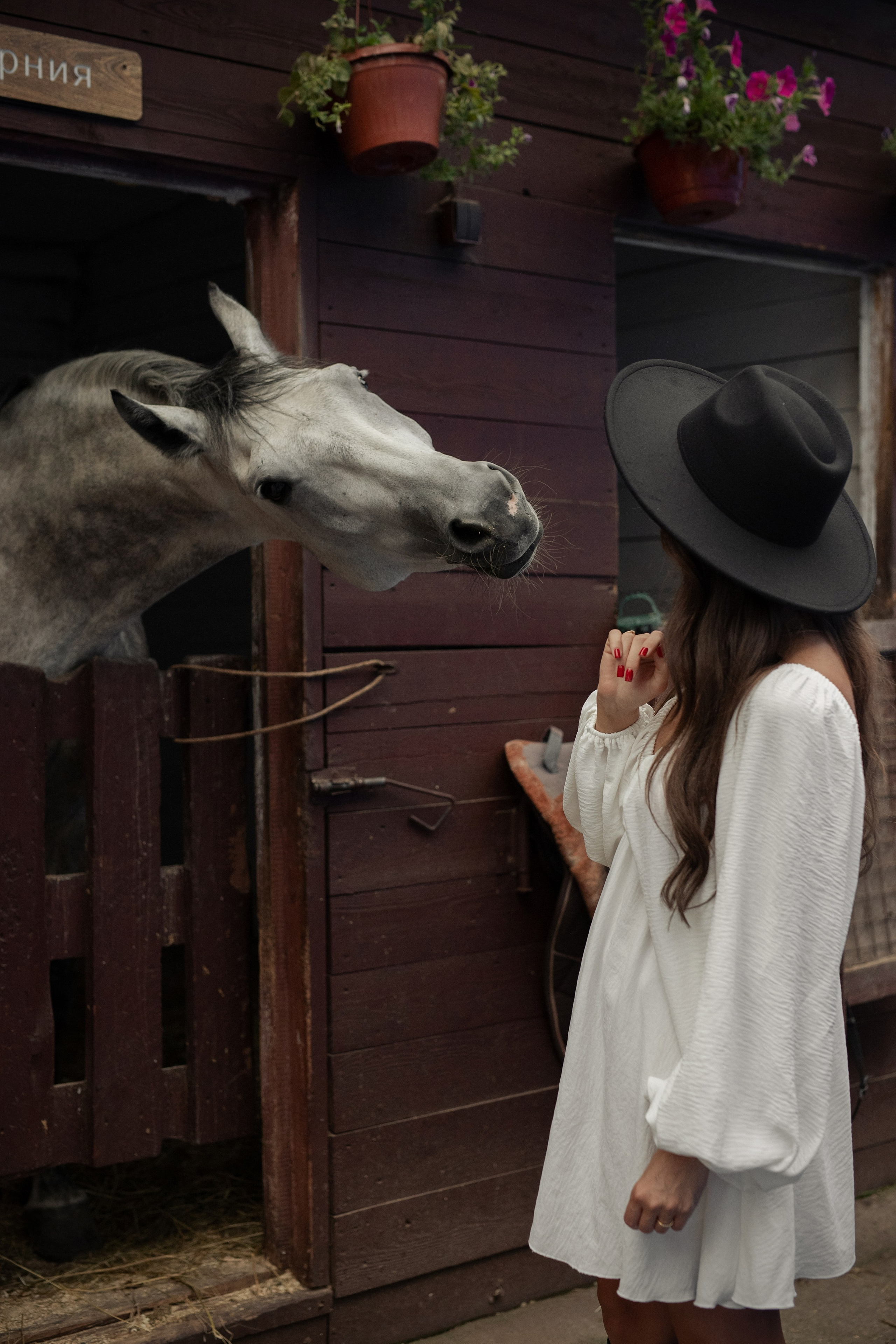 Вероника конюшня. Таня Давтян фотограф в Новосибирске