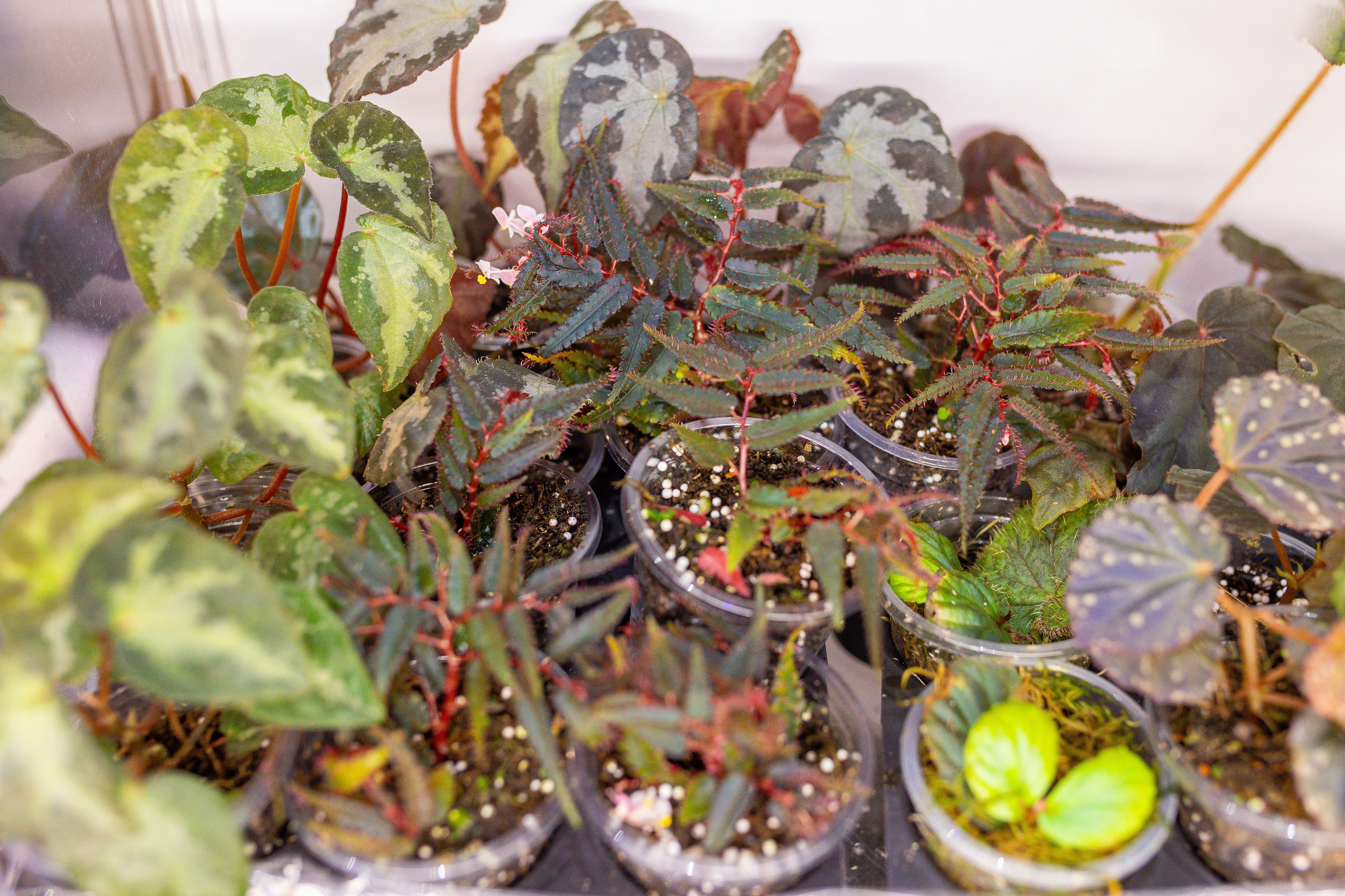 Орхидиум 12.2025. Александра Куликова фотограф, Москва